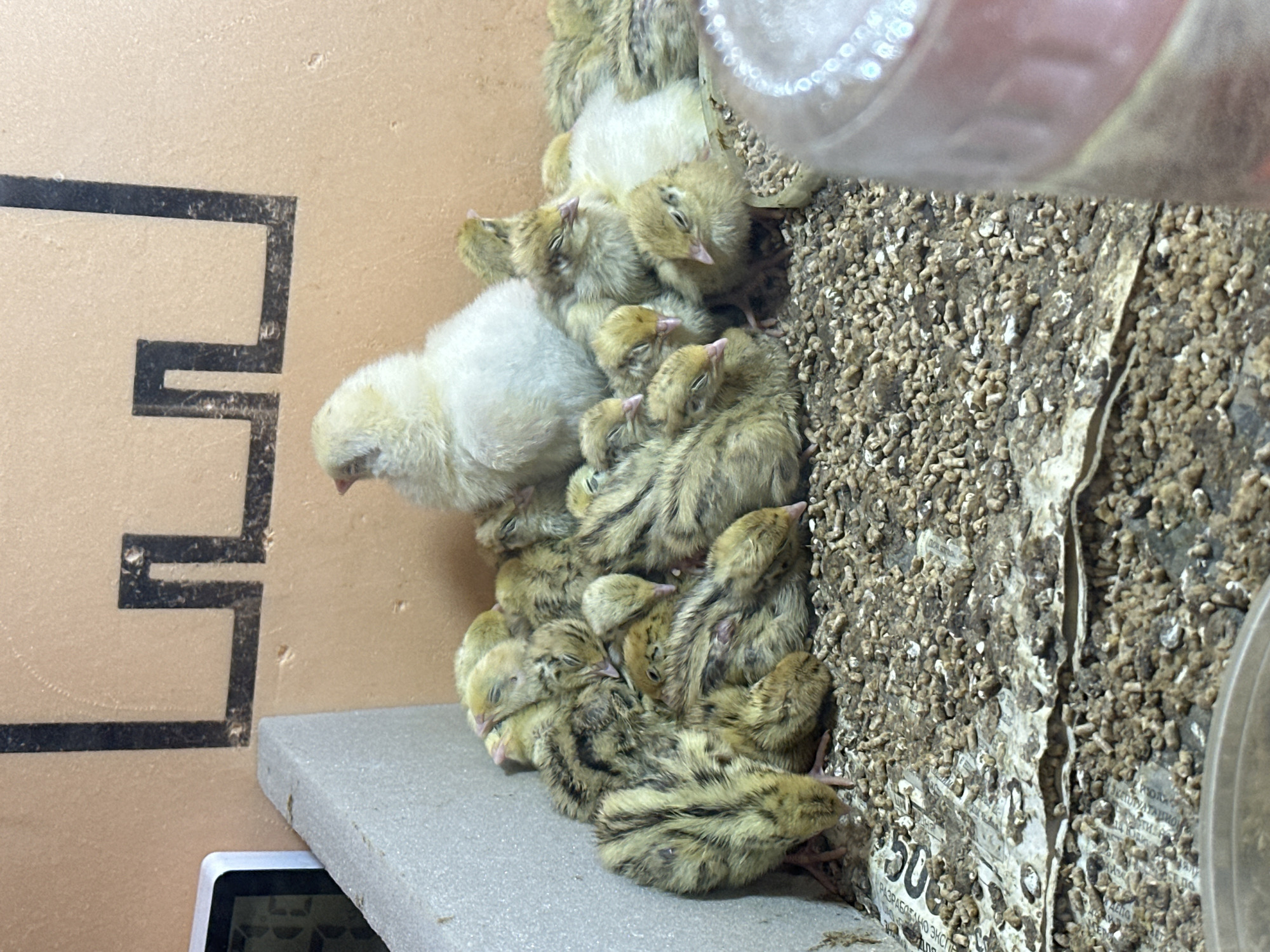 The image shows a cluster of small, downy chicks, primarily brown and yellow with mottled patterns, huddled together for warmth and resting. One chick is entirely white. The chicks are positioned on a gray, foam-like surface adjacent to a rough wall covered in small, pellet-like feed and what appears to be newspaper or printed material. A clear water bottle with a metal lid is visible on the right side of the image, near the feed. A cardboard surface with a large, black, stylized "E" shape is visible on the left side of the image. The presence of the pellet feed and water bottle suggests that these chicks are being raised in a domestic setting, potentially as poultry.
There is no location information in the image.