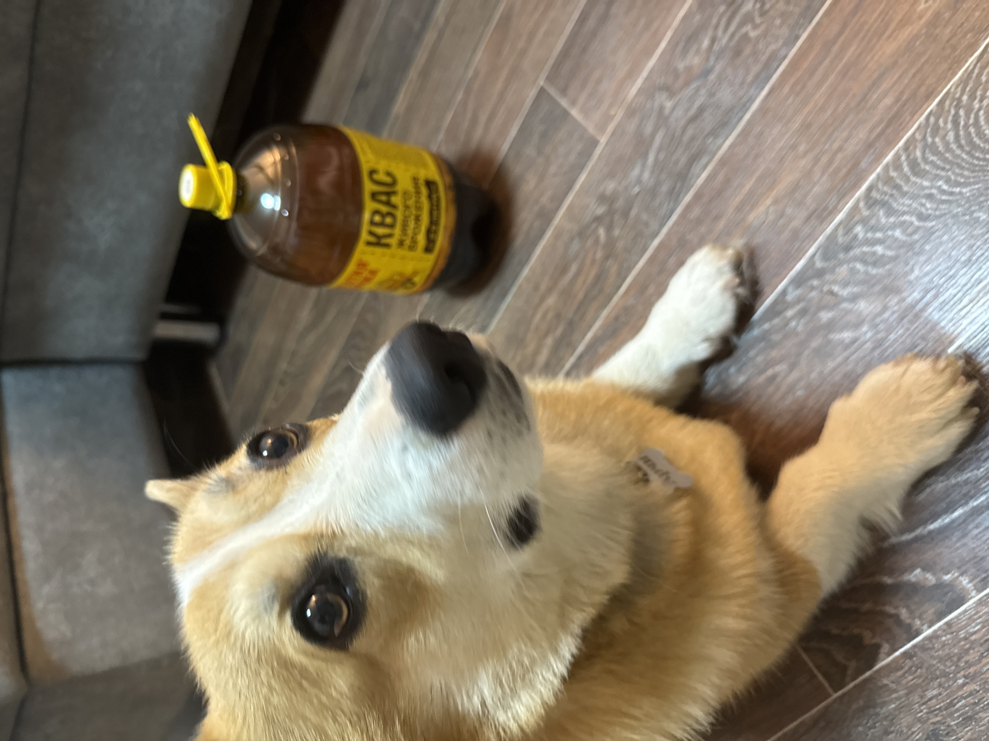 A tan and white corgi dog lies on a wood-look laminate floor, gazing upwards. A bottle of Kvass, labeled in Russian, sits nearby with a yellow cap and twist tie. The dog is positioned in the lower center of the frame, while the bottle is located in the upper left quadrant. The background suggests an interior space with a piece of gray furniture visible. The location in Votkinsk, Russia is not discernible from the image.