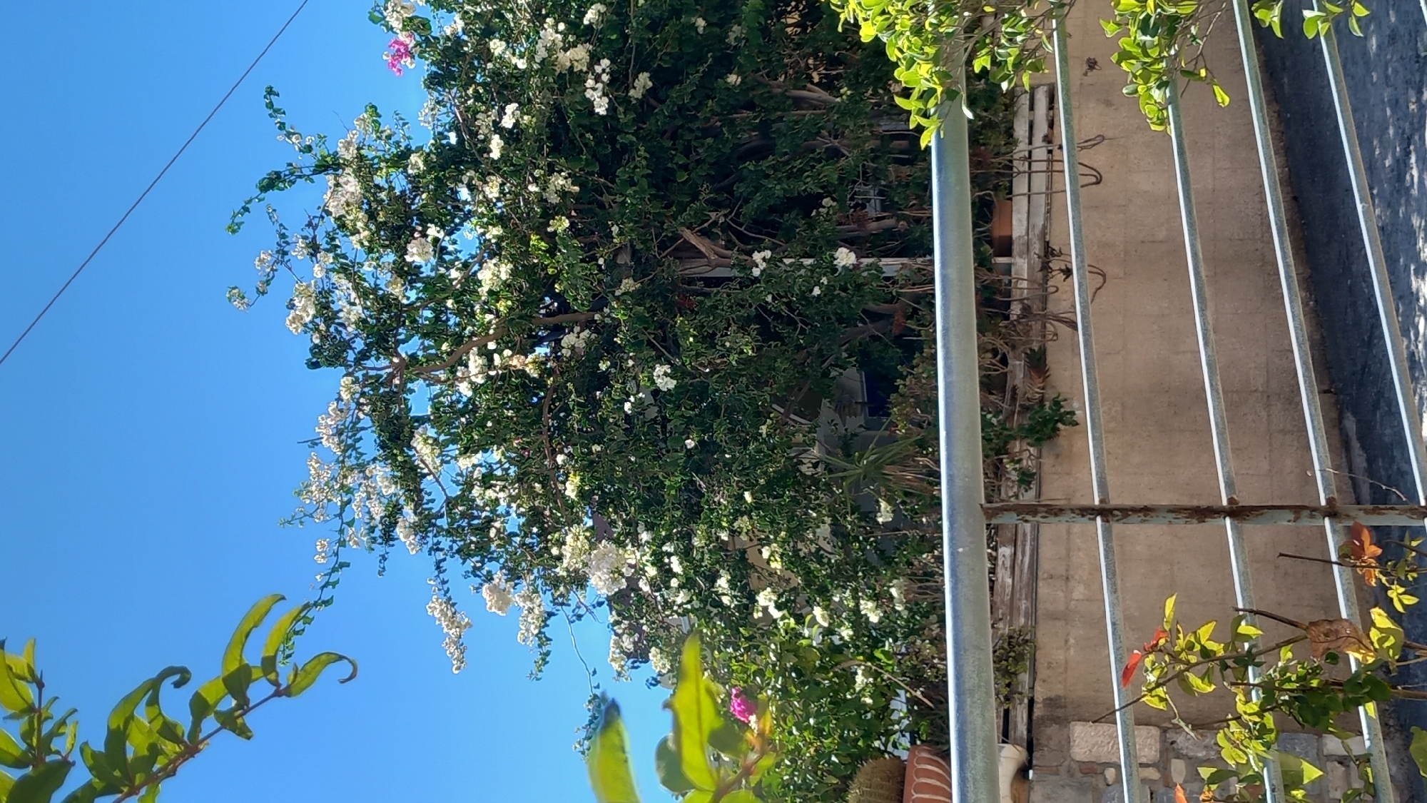A sun-drenched outdoor scene in Platani, Greece, depicts a vibrant bougainvillea tree with white and pink blossoms, partially obscuring a light-colored building. In the foreground, a rustic metal railing runs horizontally, exhibiting signs of rust, and separates the viewer from a lower section of the scene. Below the railing, a plant with small, reddish-brown leaves grows. The backdrop is a light-colored wall, with more greenery visible in the upper right corner. A thin wire is stretched across the bright blue sky.