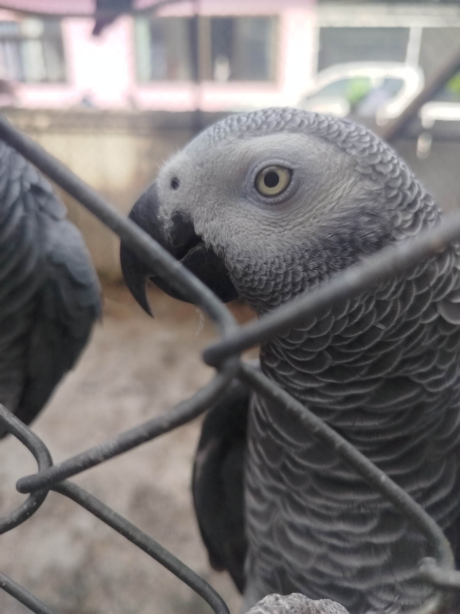 A close-up, eye-level shot captures the head and upper body of an African Grey Parrot, its gray plumage detailed with fine, scalloped feather patterns. The parrot is behind a coarse, dark wire fence, with one wire running diagonally across the foreground. Its eye, a striking yellow with a black pupil, is sharply in focus. The bird’s dark, hooked beak is visible to the left. To the left of the main subject, another African Grey Parrot is partially visible, its body out of focus and largely obscured by the fence. The background is blurred, showing a light-colored, uneven surface that could be concrete or dirt, and beyond that, indistinct structures with pinkish hues, possibly buildings. The overall impression is of a captive bird, possibly in an aviary or enclosure, with a slightly overcast sky suggested by the diffused light. The scene is located in Baan Lamai, Thailand.