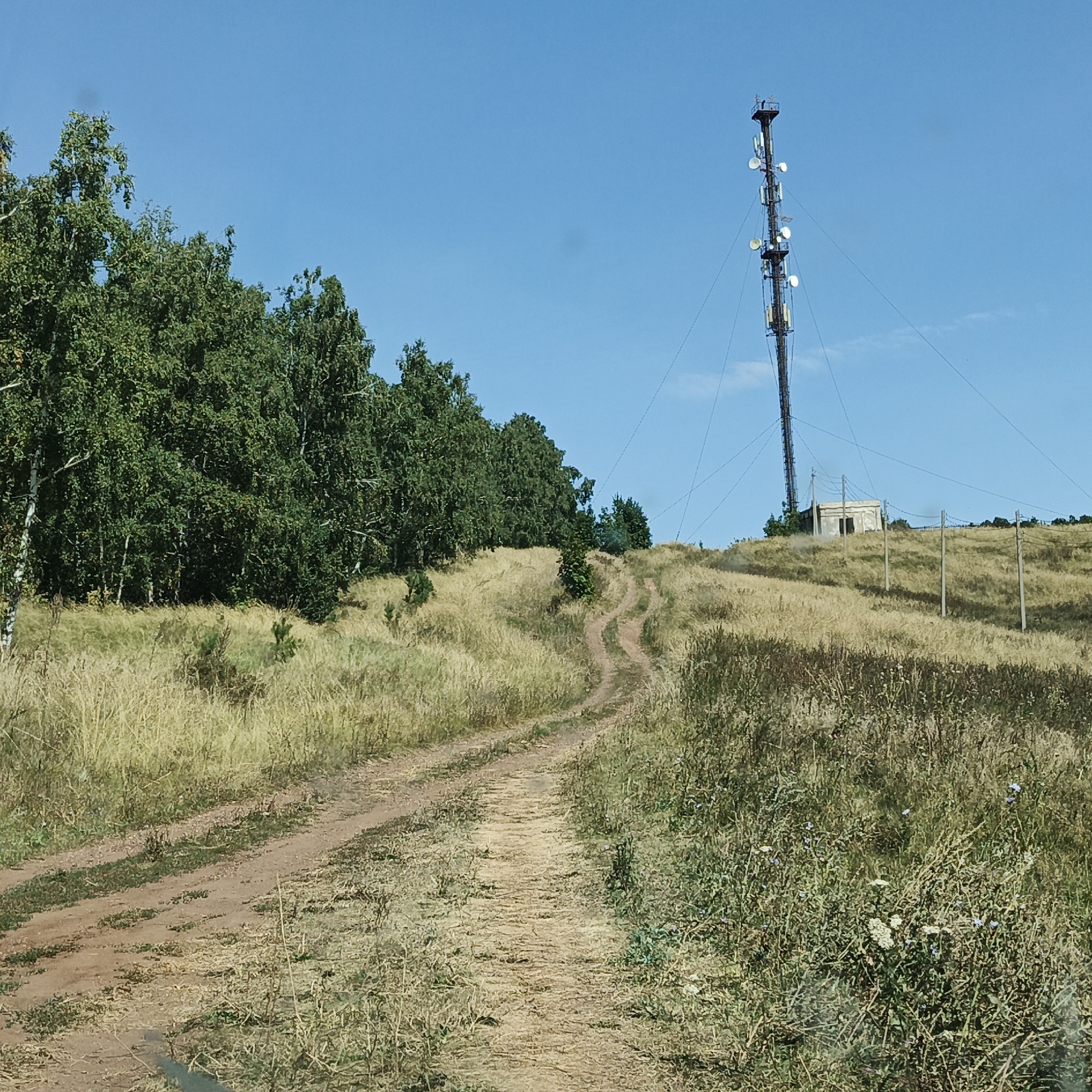 A dirt road winds through a grassy, hilly landscape under a clear blue sky. To the left, a dense line of trees, predominantly birch with their white bark visible, forms a natural border. In the distance, a tall, lattice tower, likely a telecommunications mast, stands on the crest of a hill. Adjacent to the tower is a small, light-colored building, possibly a utility structure. Several wooden utility poles with wires are scattered across the hillside. The grass is dry and yellowish, indicating a warm season. There are no people visible in the image. The overall scene depicts a rural, outdoor setting with elements of infrastructure.