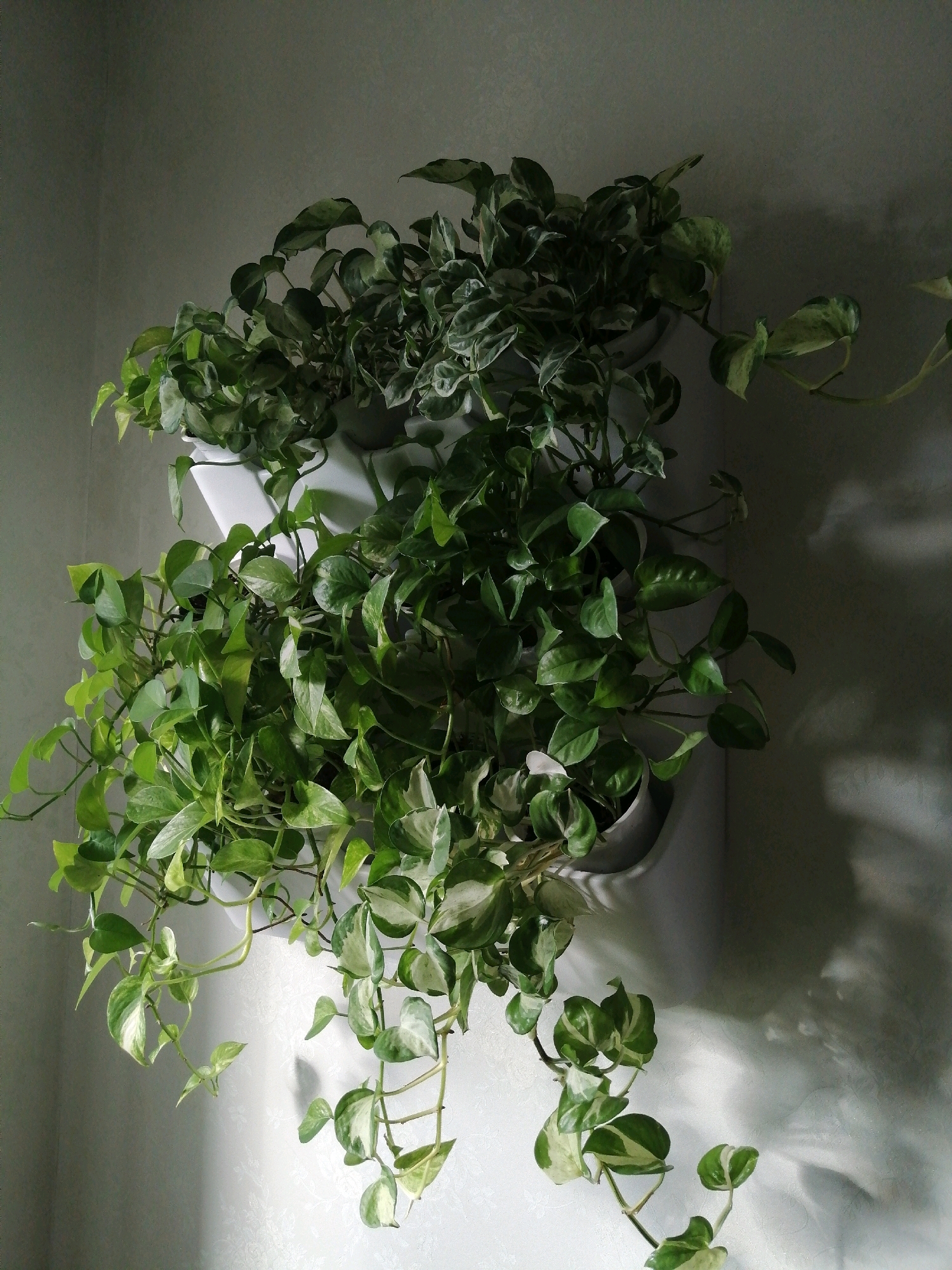 The image depicts a white tiered planter mounted on a light-colored textured wall. The planter contains two distinct varieties of Pothos plants. The upper section holds a plant with dark green leaves that have lighter green variegation. The lower section contains a plant with brighter green leaves interspersed with white variegation, some leaves being almost entirely white. The plants are lush and trailing, with some vines extending down the front of the planter. Light casts dappled shadows on the wall behind the plants. The scene appears to be indoors, with the lighting suggesting it is not direct sunlight. There are no people or animals visible in the image. The location is not specified as Nizhnevartovsk, Russia.