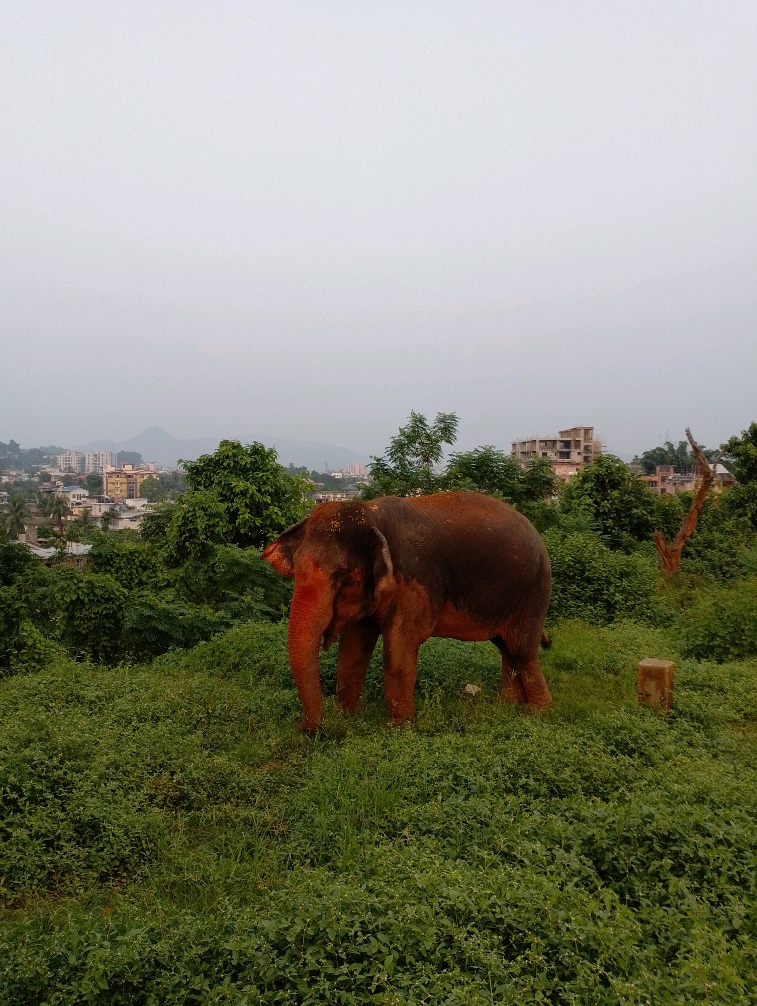 An adult elephant stands in a grassy area with red pigment on its face and trunk. The elephant is facing left, with its body angled towards the viewer's right. In the background, a city skyline with several buildings and hills is visible under an overcast sky. The foreground and midground are filled with lush green vegetation, including tall grasses and trees. A small concrete post is visible to the right of the elephant. The scene appears to be in Dispur, India, given the presence of urban development in the background consistent with the city's landscape.