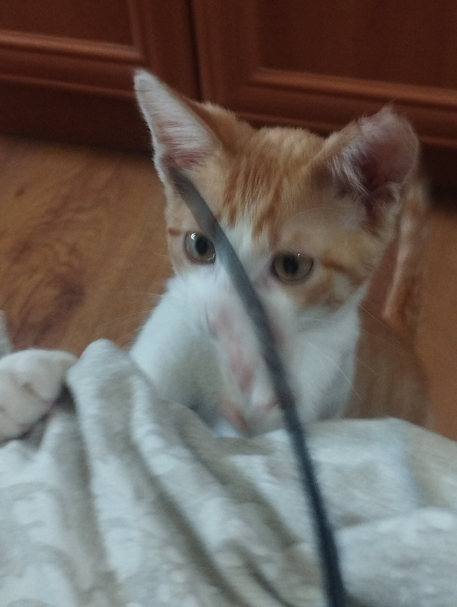 The image shows an orange and white kitten looking up at the camera. The kitten is partially obscured by a light-colored fuzzy blanket in the foreground. A dark string or thin object is also in the foreground, crossing the kitten's face. The kitten has green eyes and is peeking over the blanket. In the background, there is a wooden surface, possibly furniture, with a warm brown hue. The lighting appears to be indoor, suggesting a domestic setting. The overall mood is one of curiosity and playfulness, as the kitten seems engaged with something out of frame. There is no visible text in the image.
