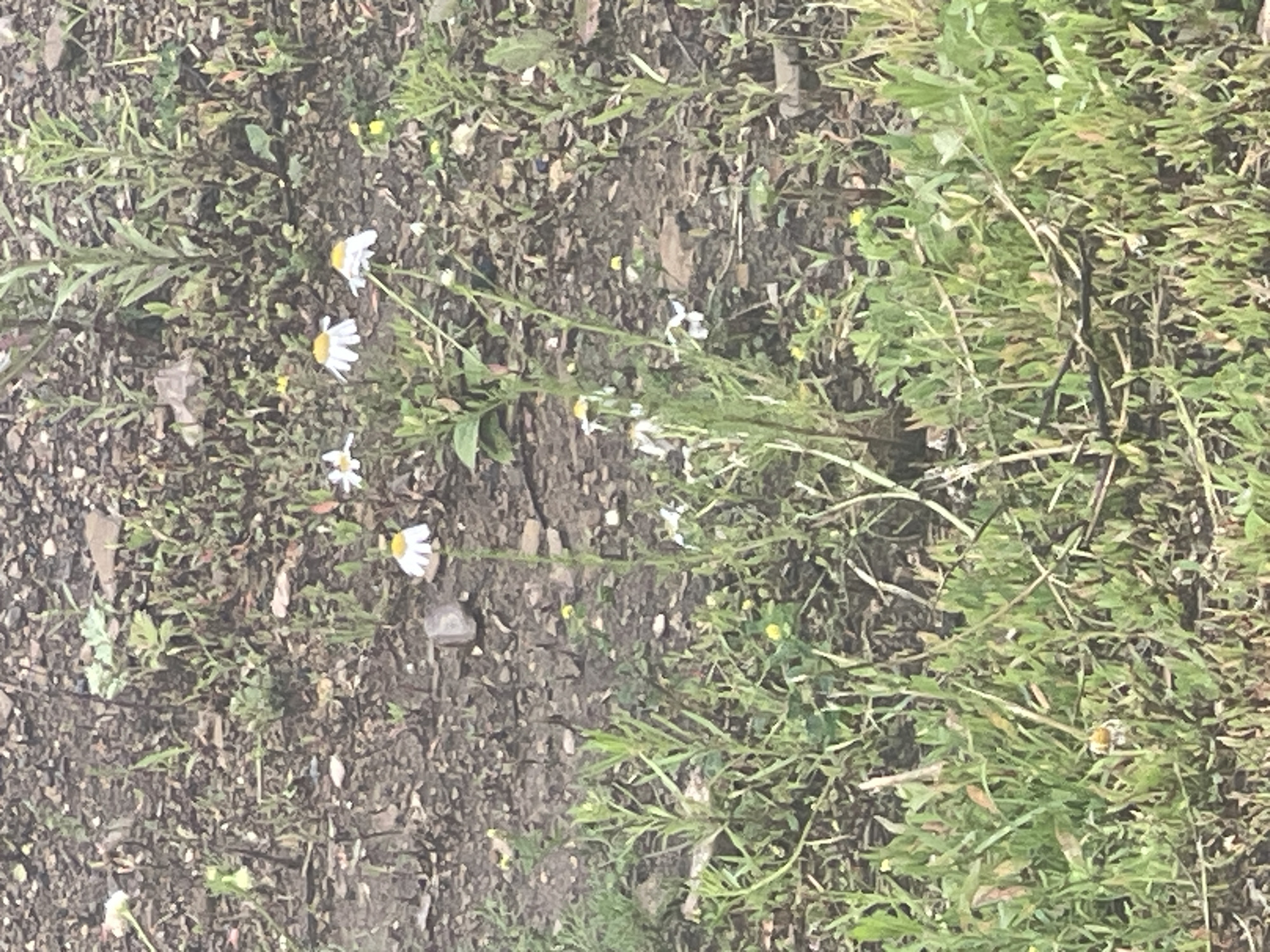 In Mesyagutovo, Russia, a close-up, medium-angle shot captures a patch of ground with sparse vegetation and small white wildflowers with yellow centers. The ground is composed of dark soil and small stones, suggesting an unpaved area. The wildflowers are clustered together in a few locations, with some single blooms scattered throughout. The lighting suggests an overcast day, with soft, diffused light illuminating the scene. The focus is on the ground-level details, emphasizing the natural elements of the environment.