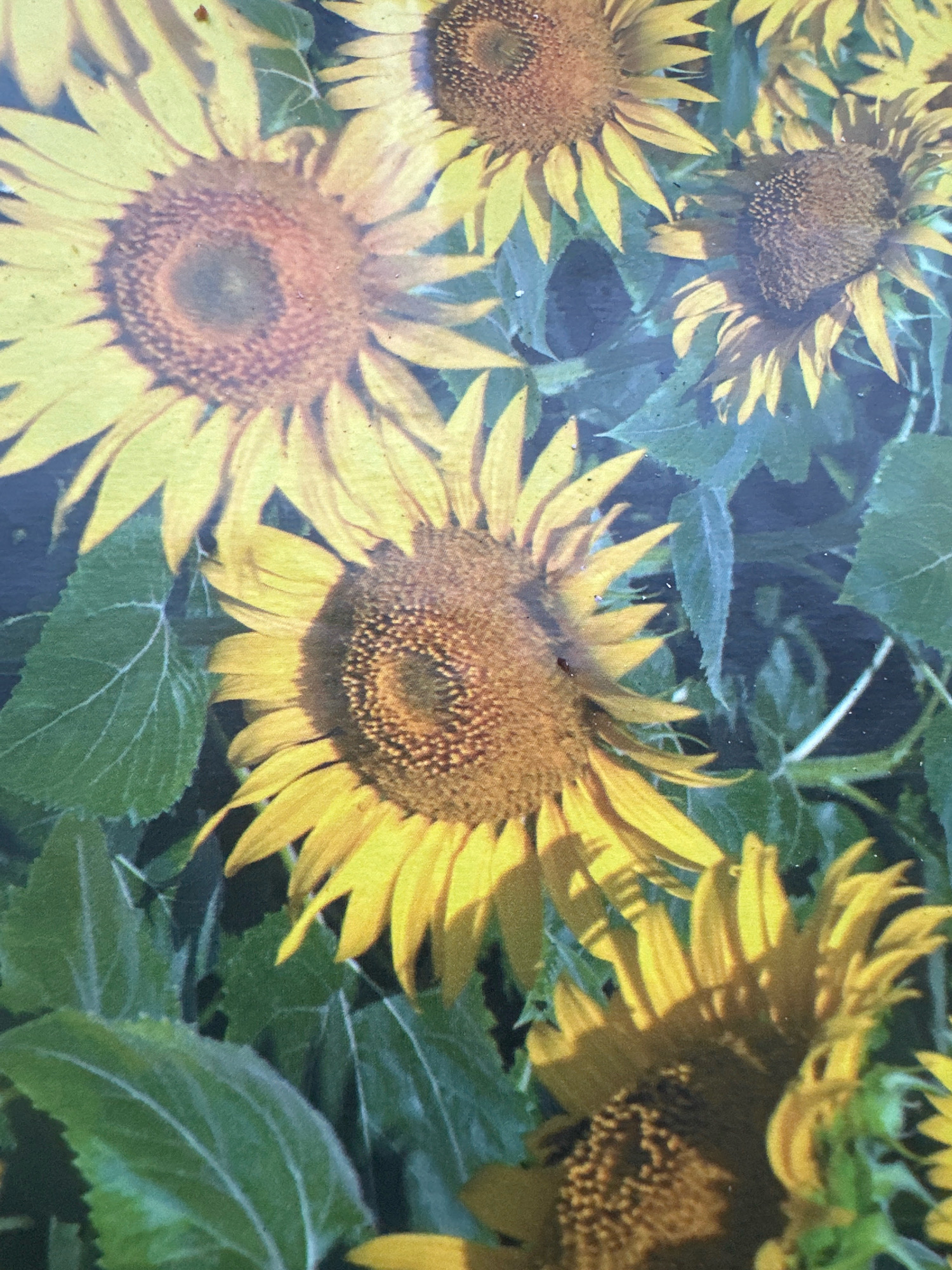 The image displays a close-up view of several sunflowers in a garden. The sunflowers are of varying sizes and stages of bloom, with some in full bloom showcasing their yellow petals and brown centers, while others are partially obscured by leaves or in the background. The leaves are large and green, with visible veins. The overall impression is one of a sunny outdoor setting, with the sunflowers appearing to be the primary focus. There is no information in the image that can be used to determine the specific location in Bautzen, Germany.
