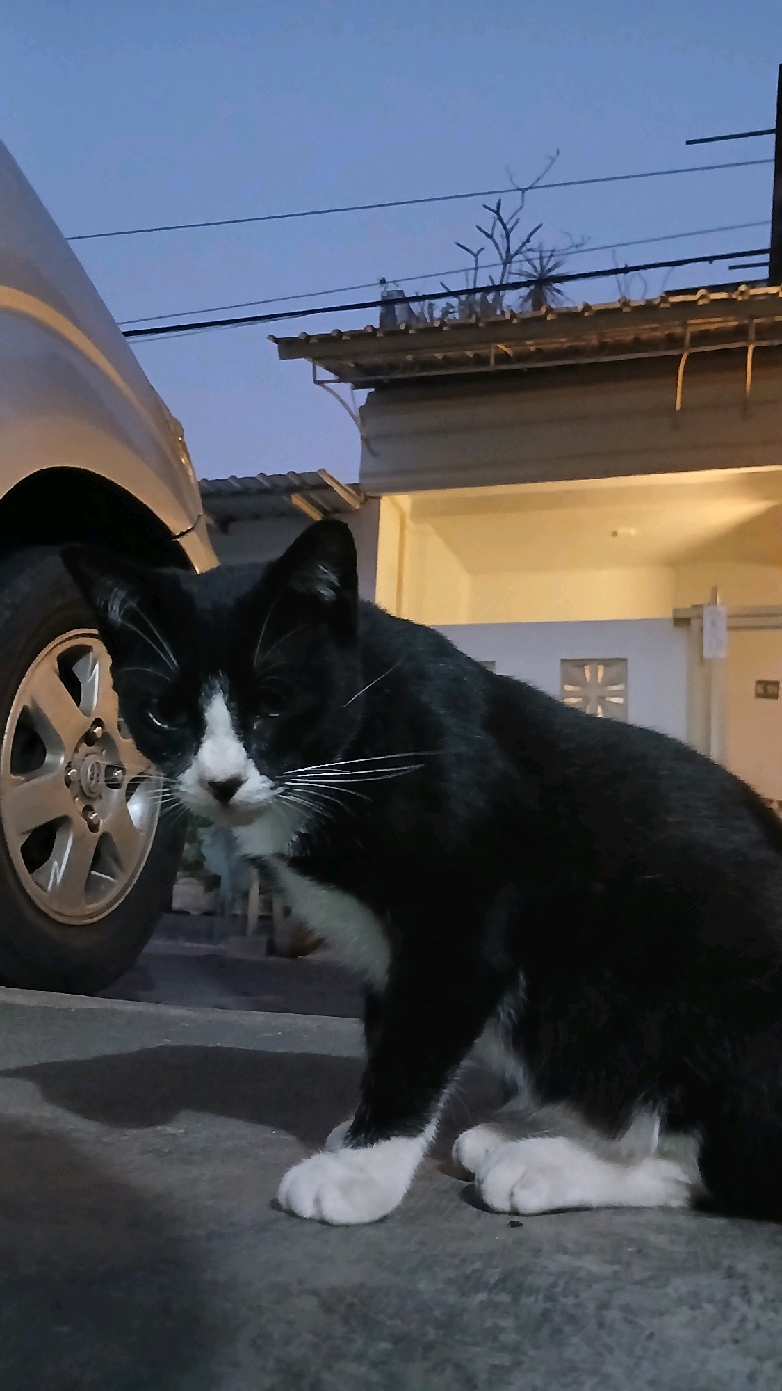 In the city of Kloncing, Indonesia, a black and white cat with white paws is positioned in front of a silver car. The cat is sitting on a gray concrete surface, with its body angled towards the right side of the frame. The car's wheel is visible on the left side of the image. In the background, there is a building with a tiled roof and a yellow exterior wall. The sky above is a dusky blue, indicating either early morning or late evening. Power lines are visible running horizontally across the sky, and a bare tree branch extends from behind the roof. The scene is lit by artificial light, casting a shadow from the cat onto the ground.