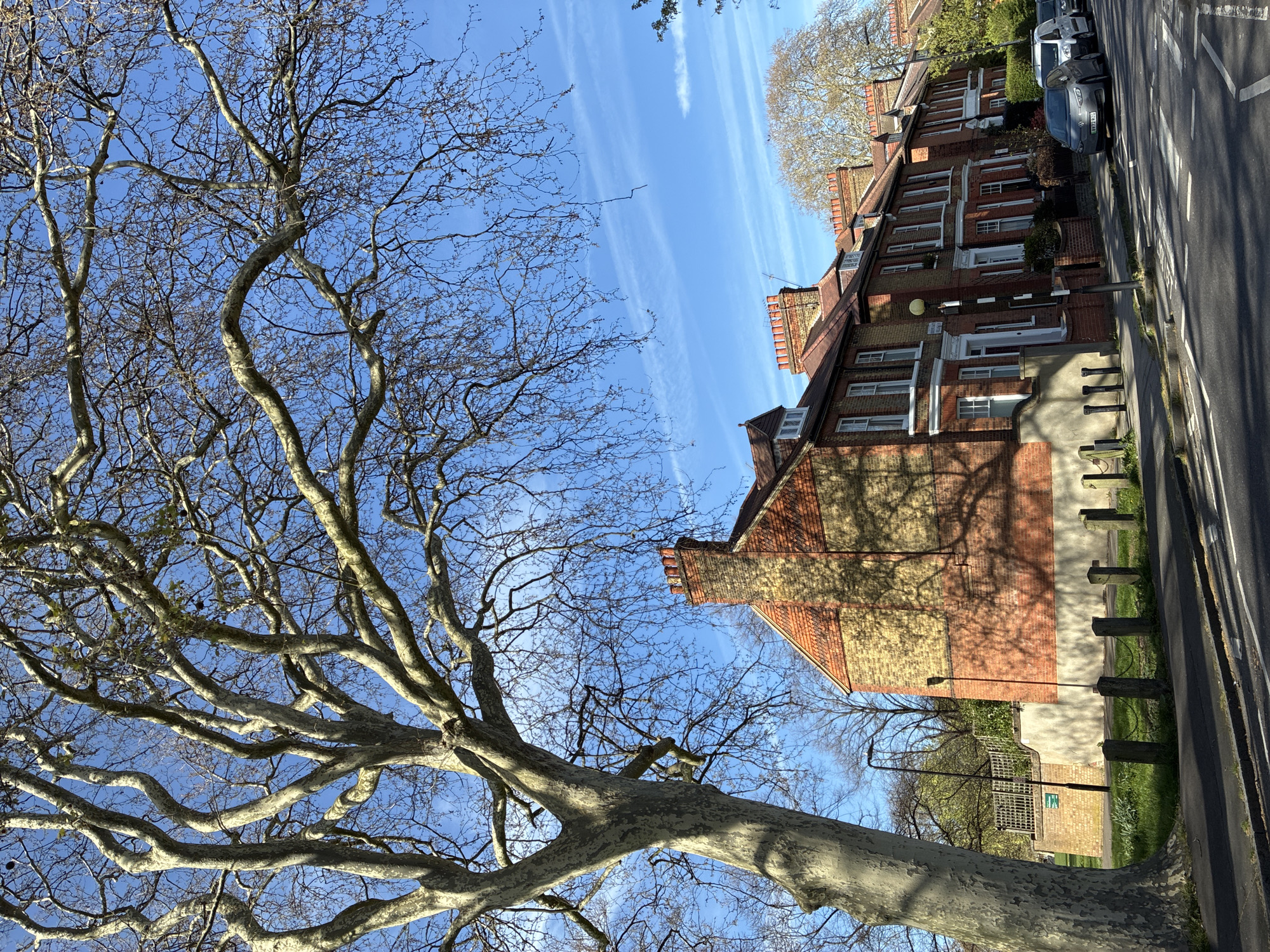 The image captures a street scene in London, United Kingdom, featuring a large sycamore tree in the foreground. The tree's bare branches extend towards a bright blue sky streaked with wispy clouds. To the right of the tree, a row of terraced brick houses with tiled roofs and chimneys are visible. Parked cars line the street alongside the houses. The scene is bathed in sunlight, casting shadows on the buildings and pavement. The general atmosphere is one of a calm, sunny day in a residential area.