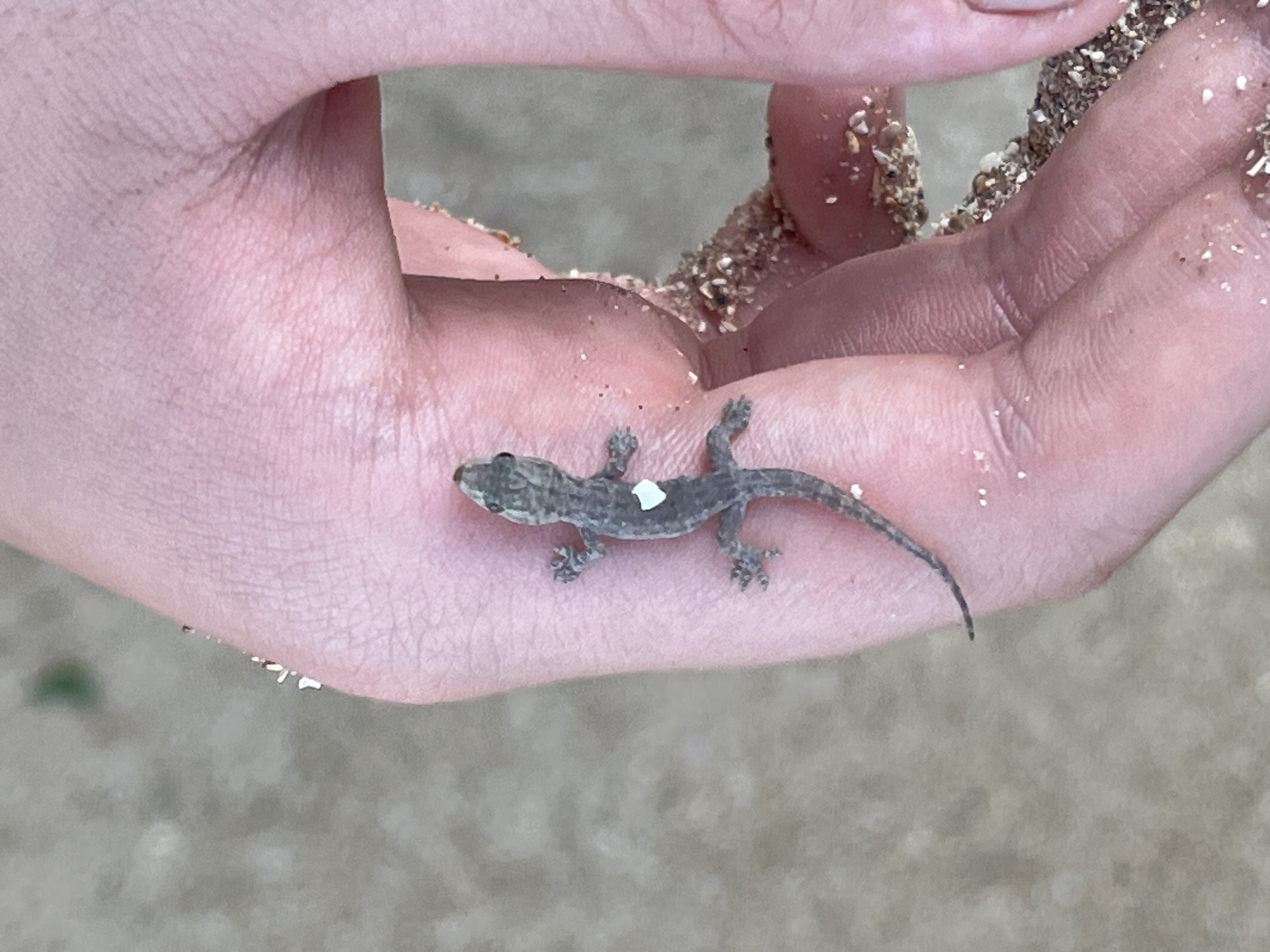 A close-up shot shows a person's hand holding a small, gray lizard. The hand is cupped, with sand and small pebbles scattered across the skin and the lizard's body. The lizard is positioned horizontally across the palm, with its head facing left. Its body is slender, with four visible legs and a long, thin tail that curves slightly. A small, irregular white mark is visible on the lizard's back, near its center. The background is blurred, showing a sandy or earthy texture, suggesting an outdoor setting. The lighting appears natural, indicating it could be daytime. The image evokes a sense of gentle interaction with nature, as the person holds the delicate creature.