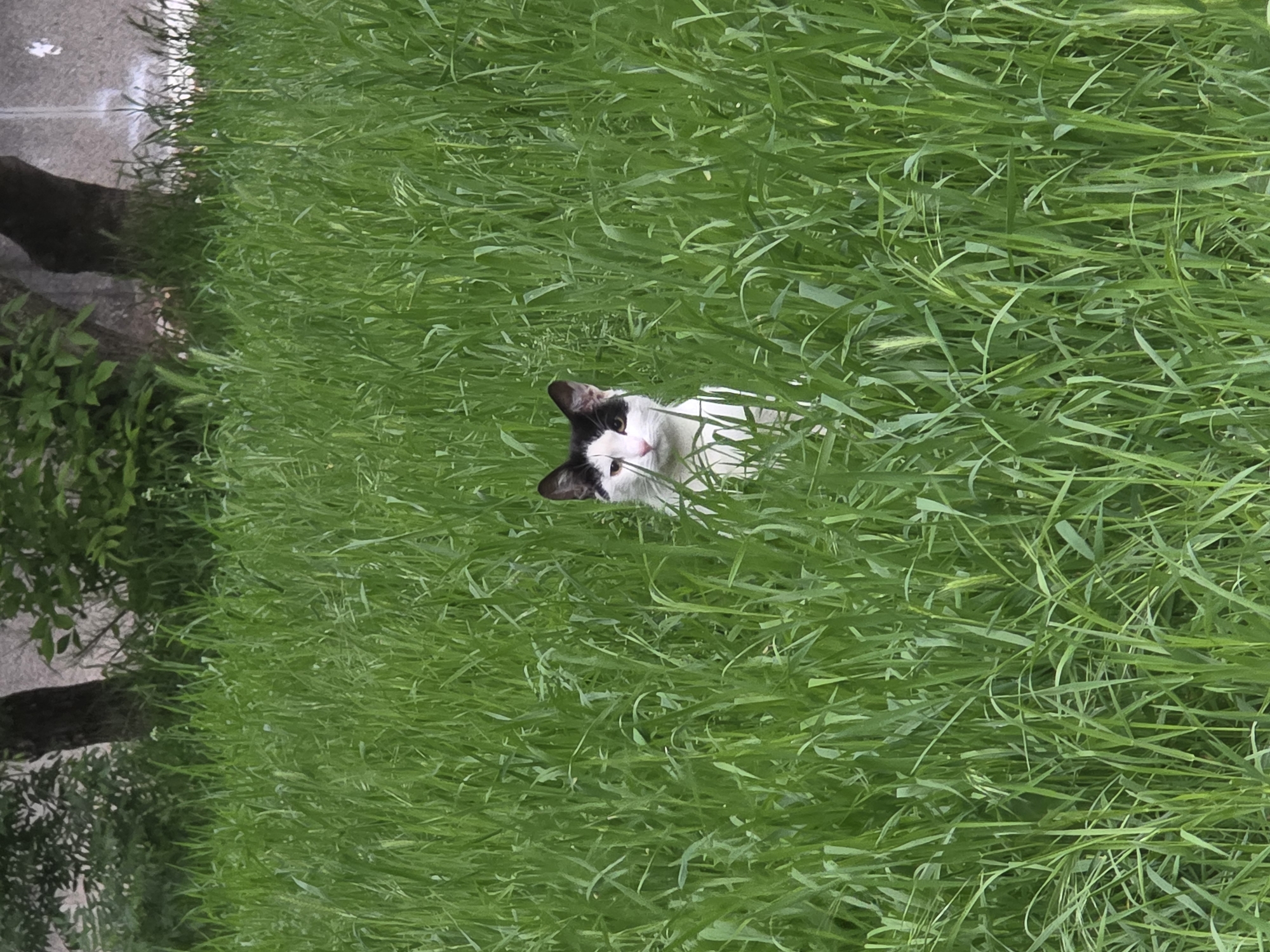 A medium shot captures a white and black cat partially submerged in tall green grass. The cat's head is visible, with its ears erect and eyes looking towards the camera. The background features a tree on the left-hand side of the frame, and the edge of a concrete sidewalk. The location appears to be an urban green space within a city. There is no verifiable data to indicate that the scene is in Sofia, Bulgaria.