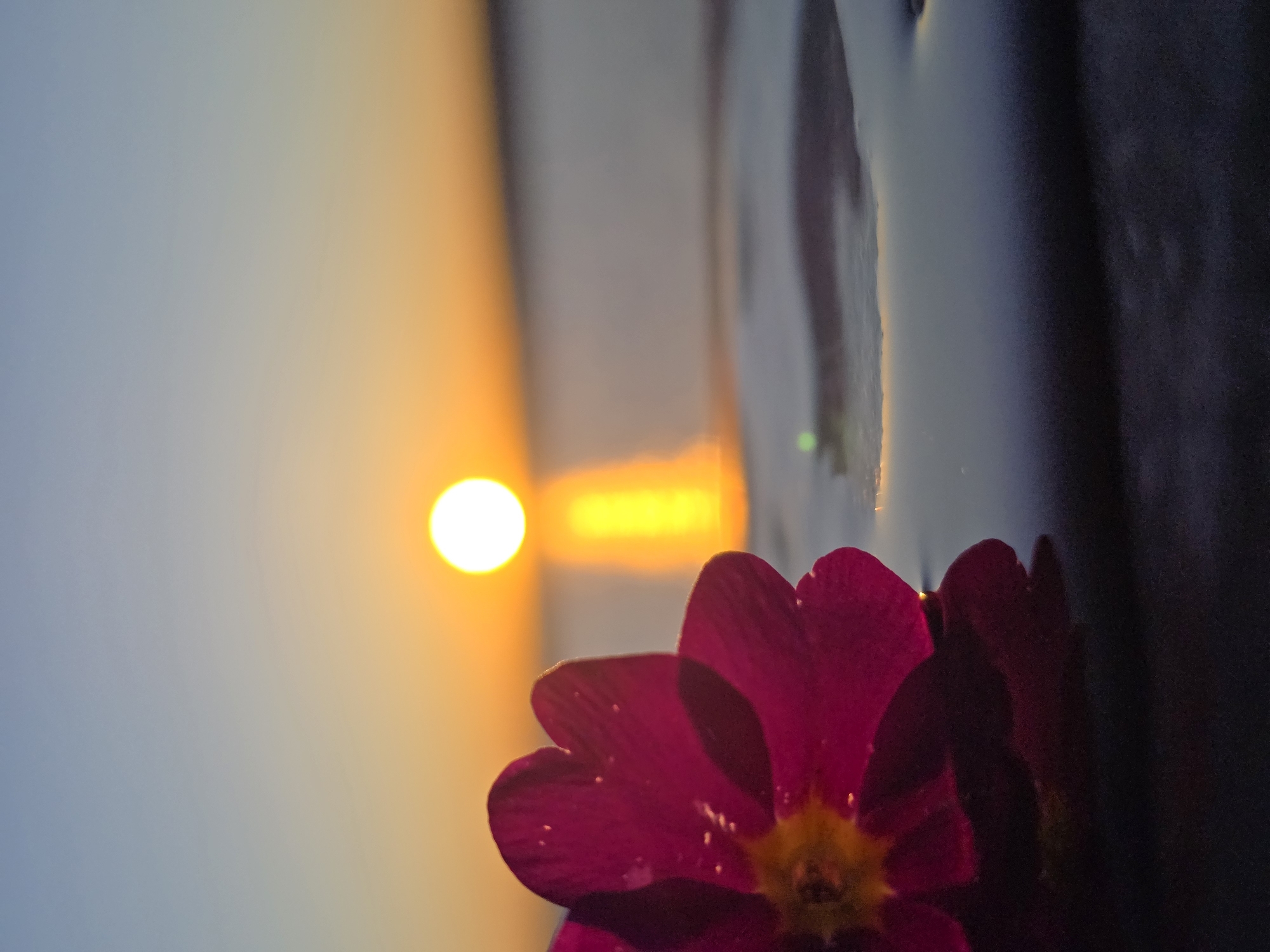 A close-up, low-angle, medium-shot image shows a dark pink flower in the foreground, with a blurry sunset as a backdrop. The sun, a bright white circle, is positioned to the left. The scene likely occurs in Chaikovsky, Russia. The exact location is indeterminate. The flower seems to be indoors. The background shows the sky transitioning from light blue to orange to yellow. The flower has water droplets on its petals, catching the sunlight. The right side of the image is shrouded in shadow, with a dark, undefined object occupying that space.