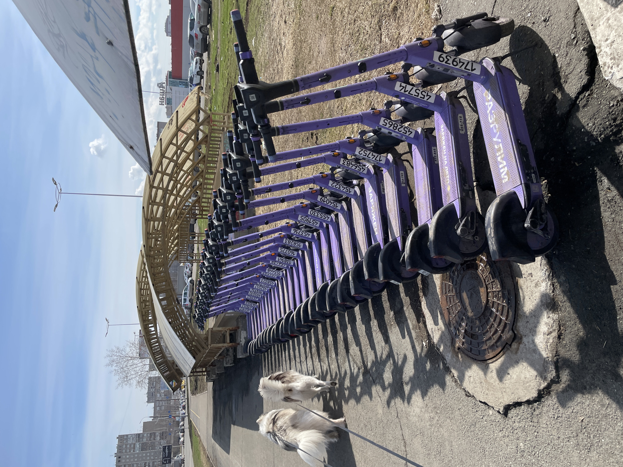The image shows a row of purple electric scooters parked in Izhevsk, Russia, next to a pedestrian walkway. The scooters are lined up neatly, with visible license plate stickers bearing unique numbers. The shadows of the scooters are cast on the pavement. Two white and gray dogs, leashed, are walking on the walkway towards the camera. Beyond the walkway, there's a grassy area, some parked cars, and buildings in the background. A metal archway structure stretches above the scooters and the walkway. The sky is partly cloudy. A manhole cover is visible on the edge of the pavement.