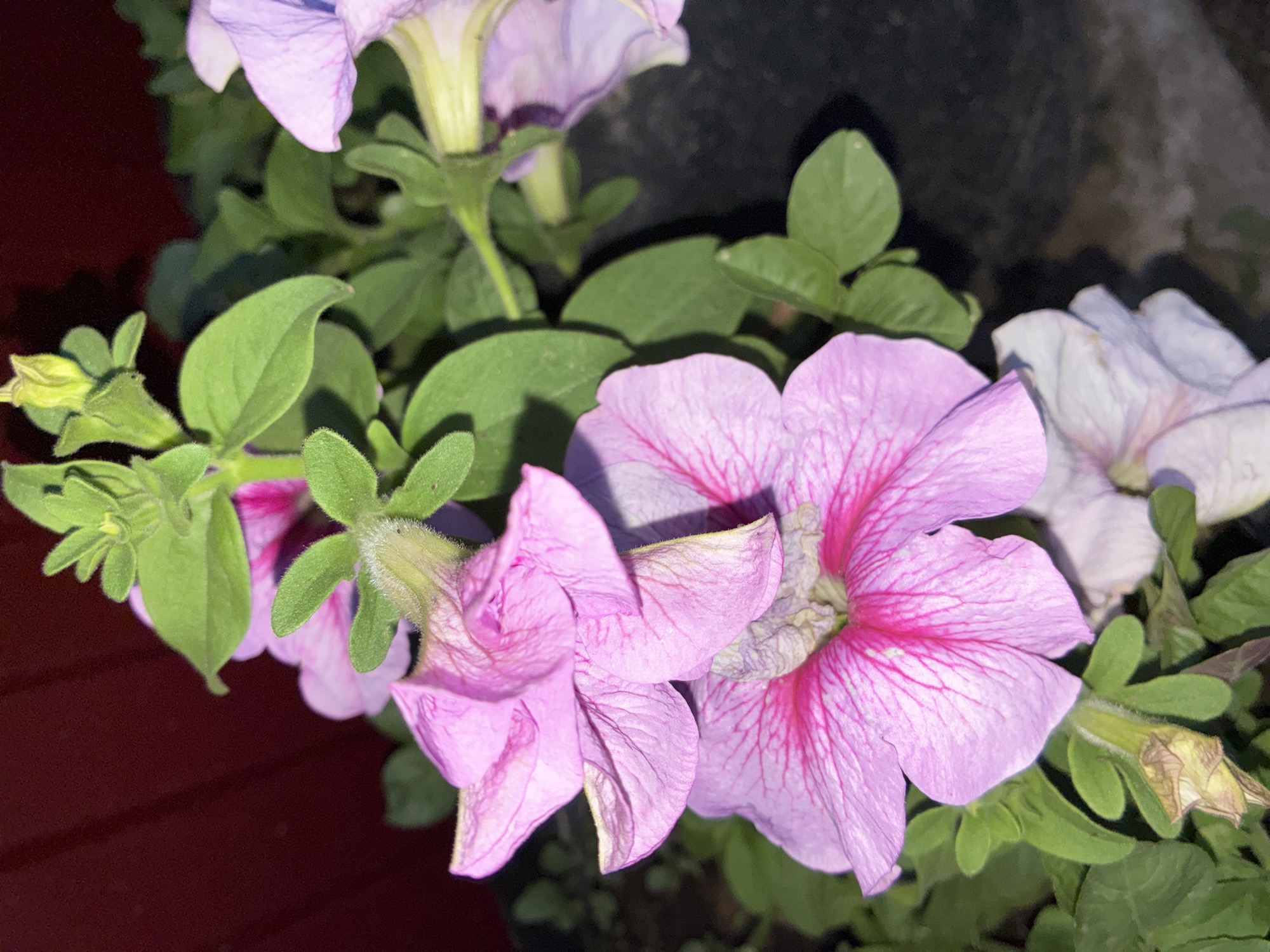 The image showcases a cluster of blooming petunias in varying shades of pink and purple. The flowers are the primary subjects, with their delicate petals and intricate vein patterns clearly visible. Some flowers are fully open, revealing their trumpet-shaped centers, while others are still in bud form, their green sepals tightly enclosing the developing blooms. Lush green leaves surround the flowers, providing a vibrant backdrop. A dark, textured surface, possibly a pot or a wall, is visible in the background, along with a dark red surface, which might be a railing or a fence. The lighting suggests it is either dusk or dawn, as there are soft shadows and a slightly muted natural light. The overall scene evokes a sense of natural beauty and tranquility, with the focus on the vibrant colors and delicate textures of the flowers. There is no visible text in the image.