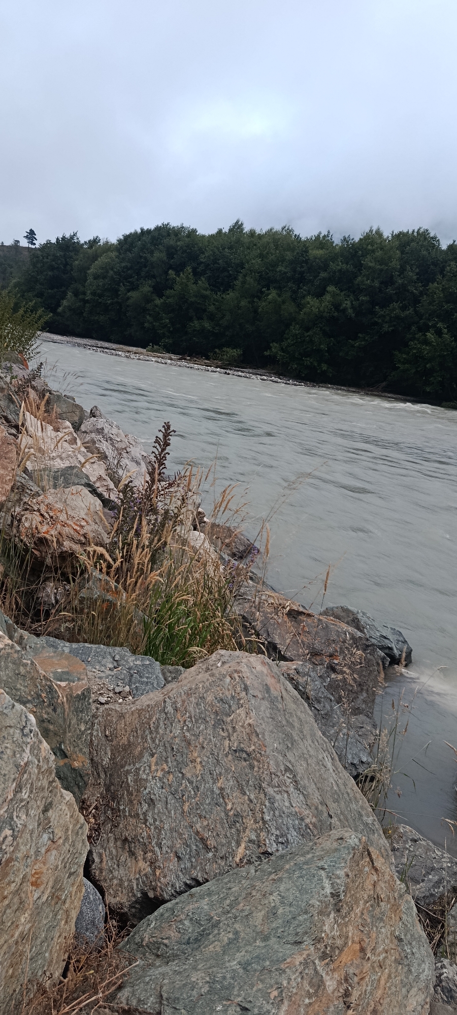 The image depicts a cloudy day at the Teberda River in Teberda, Russia. The river, with its choppy, silty water, flows from left to right across the frame. The foreground is dominated by a rocky embankment with large, grey and brown stones. Tufted grasses and some dried vegetation sprout from between the rocks. In the mid-ground, the riverbank is lined with a dense forest of dark green trees, forming a thick canopy. A single tall, slender tree stands on a hill to the far left, silhouetted against the overcast sky. The sky itself is a uniform pale grey, suggesting persistent cloud cover. There are no people or animals visible in the scene.