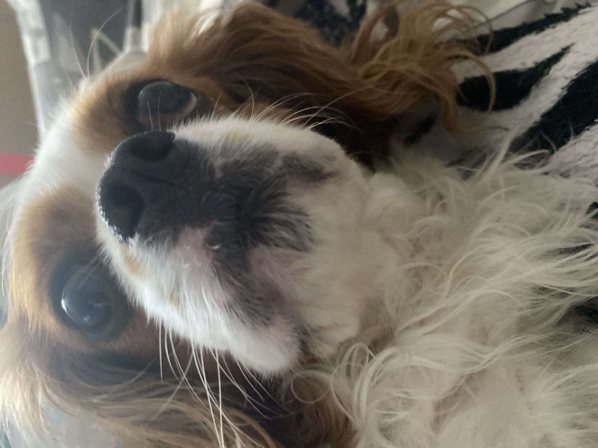 A close-up, low-angle shot features the head of a Cavalier King Charles Spaniel. The dog's snout is the focal point, filling the majority of the frame. Its dark, wet nose is centered, with long white whiskers fanning out. The dog's face is a mix of brown and white fur, with large, dark eyes visible. The background is blurred and appears to be a bed with a black and white striped blanket. The image has a shallow depth of field, with the dog's face in sharp focus and the background softly blurred.