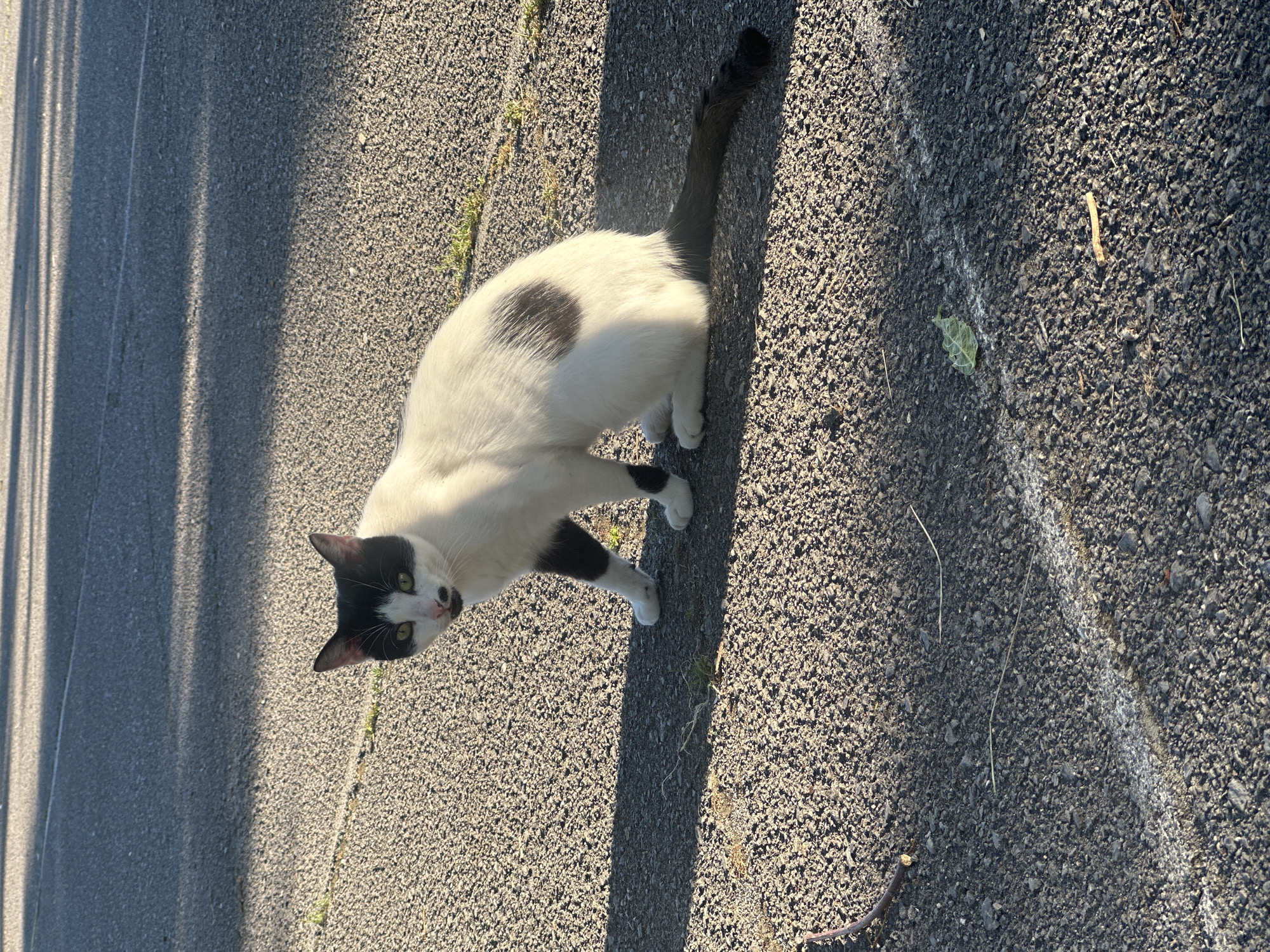 A black and white cat is sitting on asphalt. The cat is facing the camera and looking towards the right. It has green eyes and a black patch over its left eye. The cat has a black patch on its back and a black tail. The asphalt is dark gray with white lines. There are shadows on the asphalt, suggesting it is daytime. The environment appears to be outdoors in a paved area, possibly a street or a parking lot. The specific location in Sofia, Bulgaria is not discernible from the image.