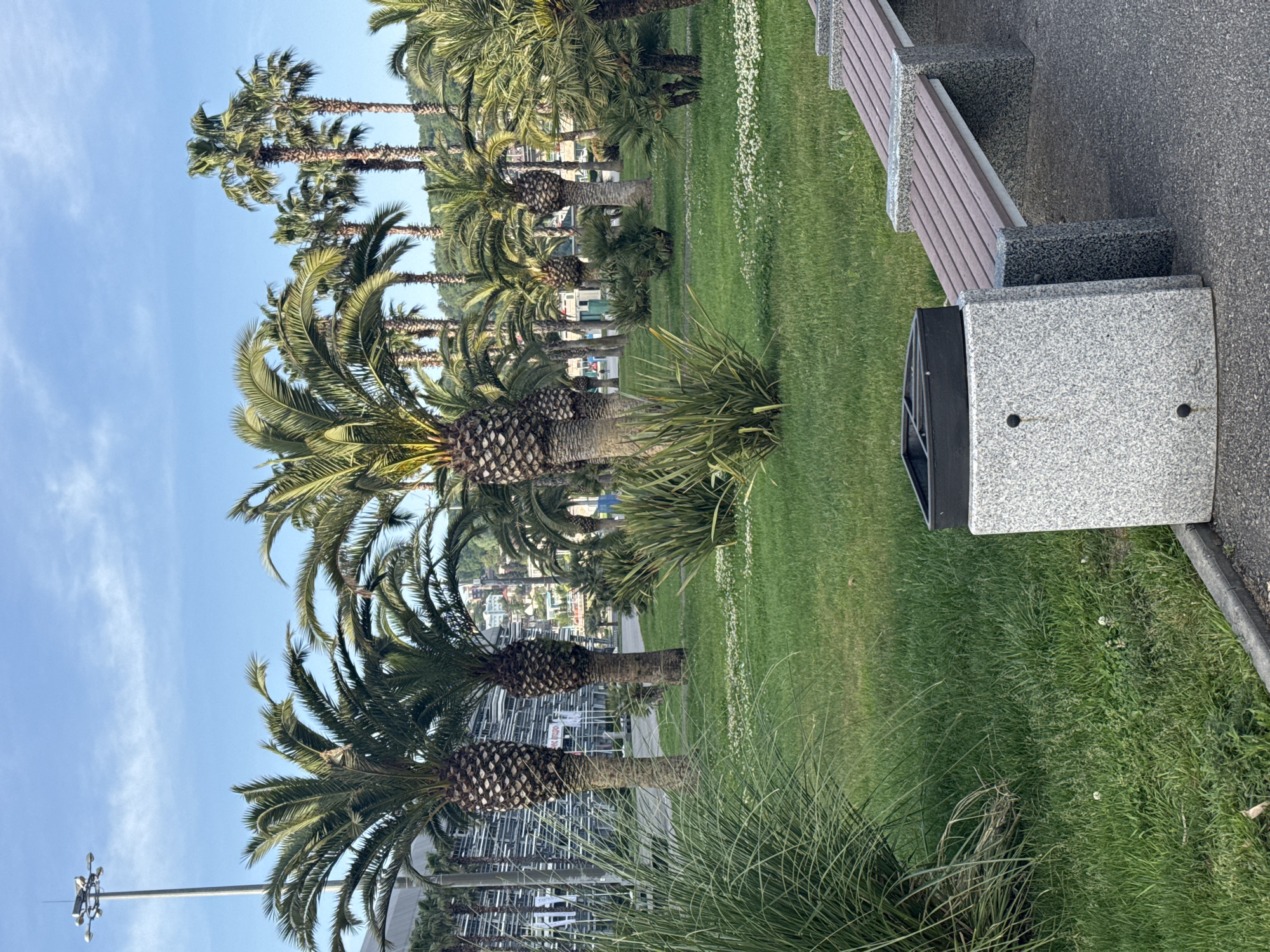The image presents a park scene in Sirius, Russia, characterized by a row of palm trees along a grassy area. The trees vary in height and have textured trunks with broad, green fronds. Adjacent to the grass is a concrete walkway, next to which is a bench with a granite base and wooden slats, and a gray, cube-shaped trash receptacle with a black interior liner. The sky above is light blue with wispy clouds. A utility pole is visible on the left side of the frame. In the background, through the trees, is a glimpse of buildings and possibly some scaffolding. The orientation of the photograph is vertical, capturing the scene in a linear perspective.