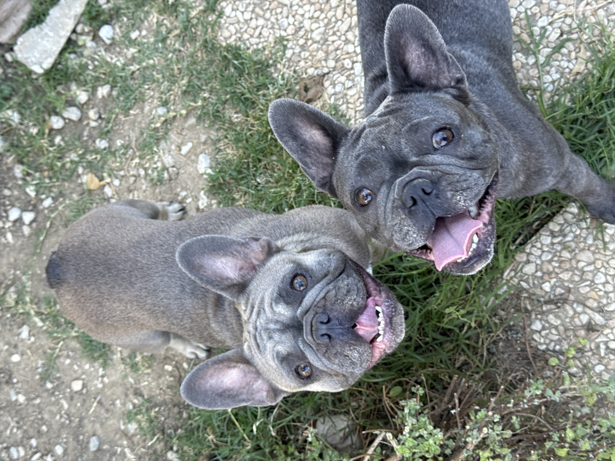 This image features two French Bulldogs in an outdoor setting. One dog, in the foreground and to the left, is facing upwards with its mouth open, displaying its tongue and teeth. Its fur is a dusky grey. The second French Bulldog, positioned behind and to the right of the first, is also looking up with its mouth open, tongue and teeth visible. This dog appears to have a darker grey coat. Both dogs have characteristic French Bulldog features such as flat faces, large ears, and stocky builds.
The dogs are situated on a patch of grass with some scattered stones and gravel, suggesting an outdoor area like a yard or park. The ground is a mix of soil, small pebbles, and green grass. In the upper left quadrant of the image, a rough, light-colored rock is visible, adding to the natural, outdoor environment.
The overhead perspective of the photograph captures the dogs from a high angle, looking down at them as they appear to be eagerly anticipating something or interacting with the person taking the photo. The open mouths and visible tongues suggest excitement or panting, potentially due to the weather or play. The lighting suggests it is daytime, with no strong shadows indicating a bright, possibly sunny, day. The overall mood conveyed is one of happy, energetic dogs. No text is visible in the image.