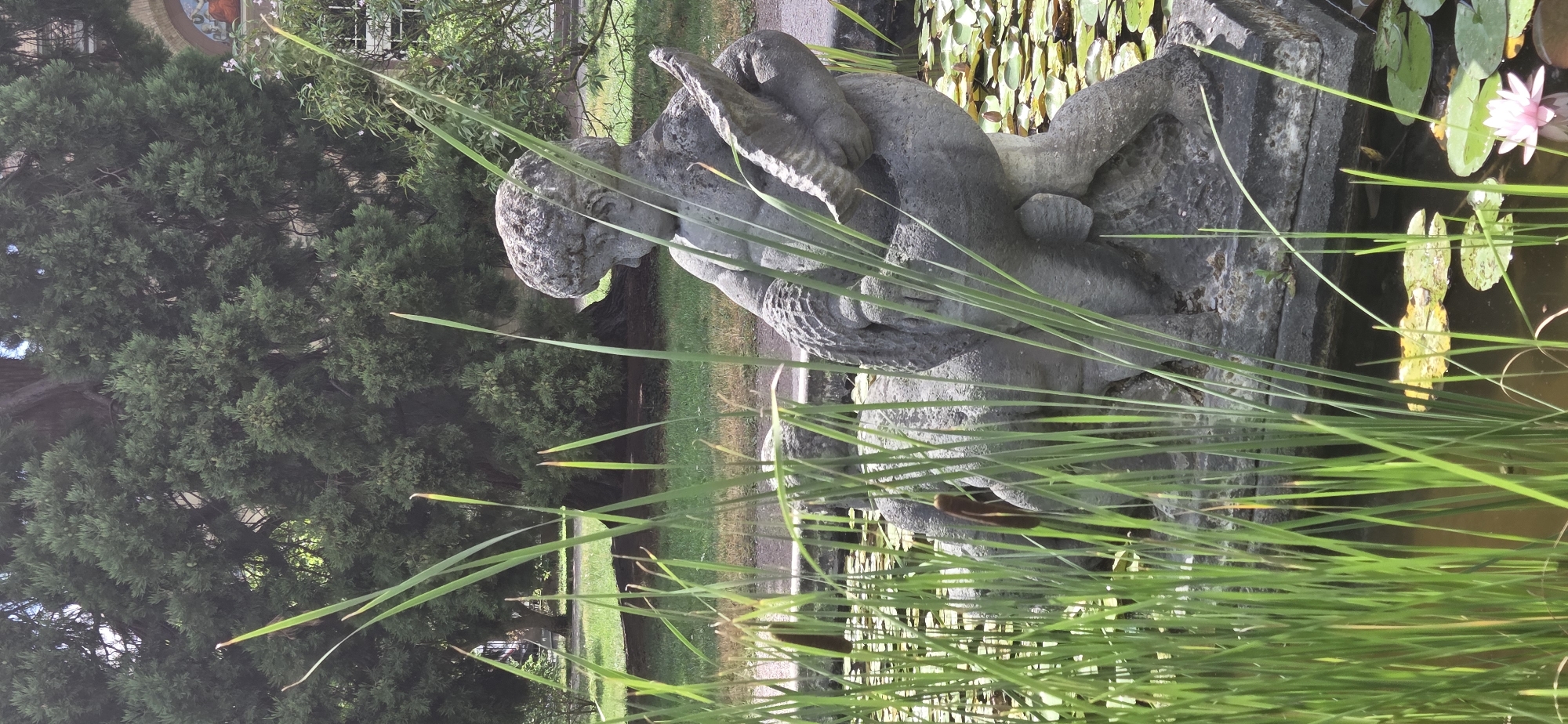 A stone sculpture of a cherubic figure is partially obscured by tall reeds in a pond. The sculpture depicts a child-like figure with curly hair, seated and holding a horn-like object. It is positioned on a stone pedestal within a body of water filled with lily pads. In the background, a large evergreen tree dominates the scene, with a hint of a building visible to the right. The location is the Karlsruhe Schlossgarten, specifically in the vicinity of the Orangerie. The lighting suggests it is daytime, with the sun casting shadows.