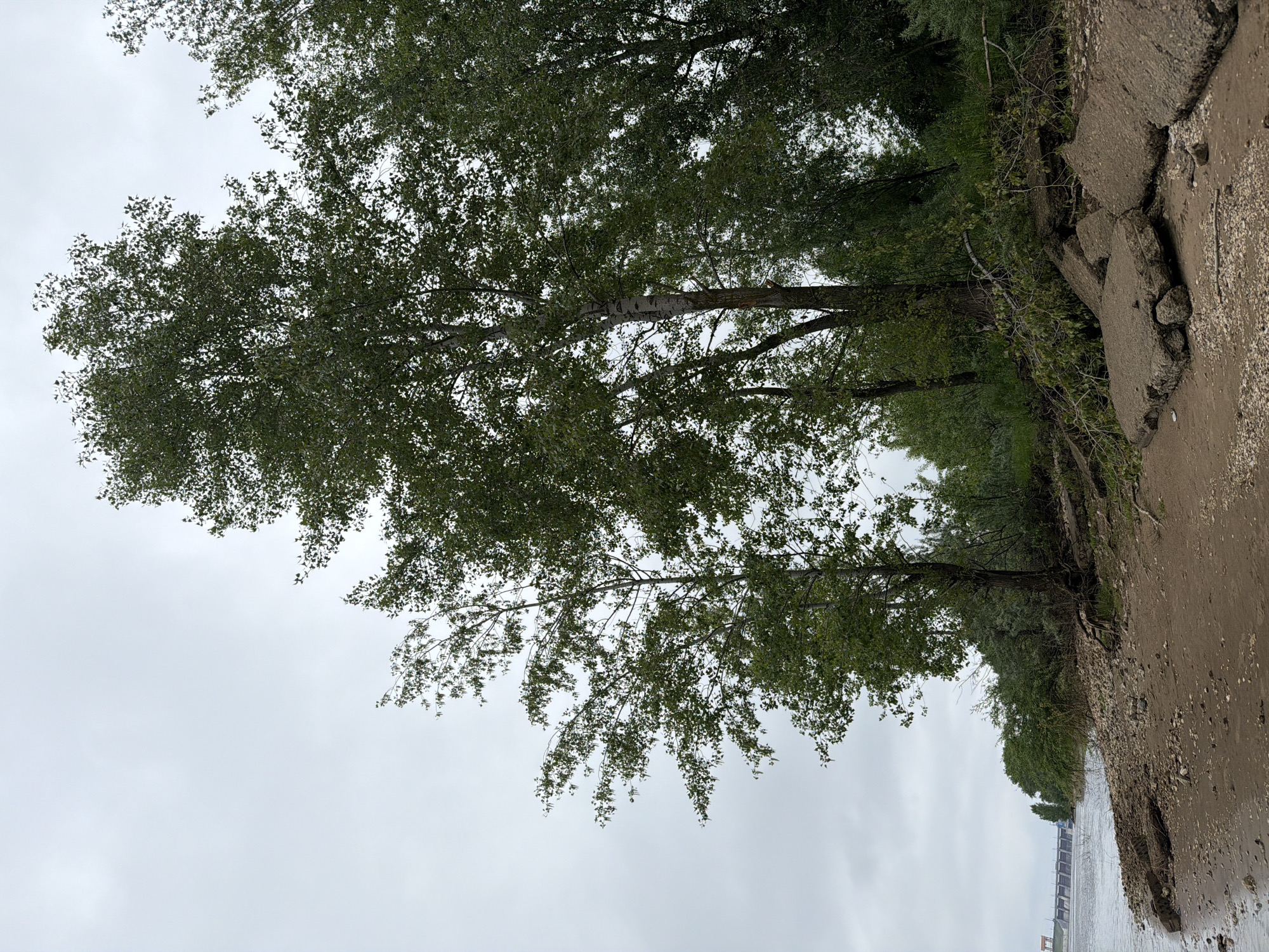 The image captures an overcast daytime scene, likely along a river or large body of water in Chaikovsky, Russia. The left side of the frame is dominated by the dense, green foliage of numerous deciduous trees, suggesting spring or summer. Some tree trunks display lighter bark. The sky, visible between and above the tree canopies, is a uniform light grey, indicating cloudy weather.
On the right side of the image, an eroded muddy bank is prominent, featuring significant cracks and breaks in what appears to be concrete or asphalt pavement. This suggests ground instability or damage to a riverside path. Below this bank, a wide body of water stretches into the distance. Faintly visible across the water are structures, possibly part of a dam, a bridge, or an industrial complex. There are no people, visible activities, or discernible text in the photograph. The scene presents a natural landscape bordering a body of water, marked by signs of erosion along its bank.