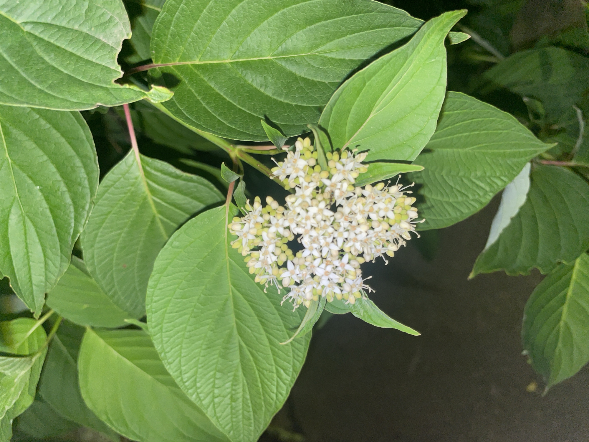A cluster of small, pale white flowers with yellow centers is shown on a branch, surrounded by large, green leaves. The leaves have prominent veins and are slightly serrated. Some of the leaves appear damaged with torn edges. A thin, reddish stem is visible amongst the foliage. The background is dark and out of focus, suggesting a nighttime or shaded environment. There are no people or animals present in the image. The image does not provide any specific information about the location in the city of Krasnogorsk, Russia.