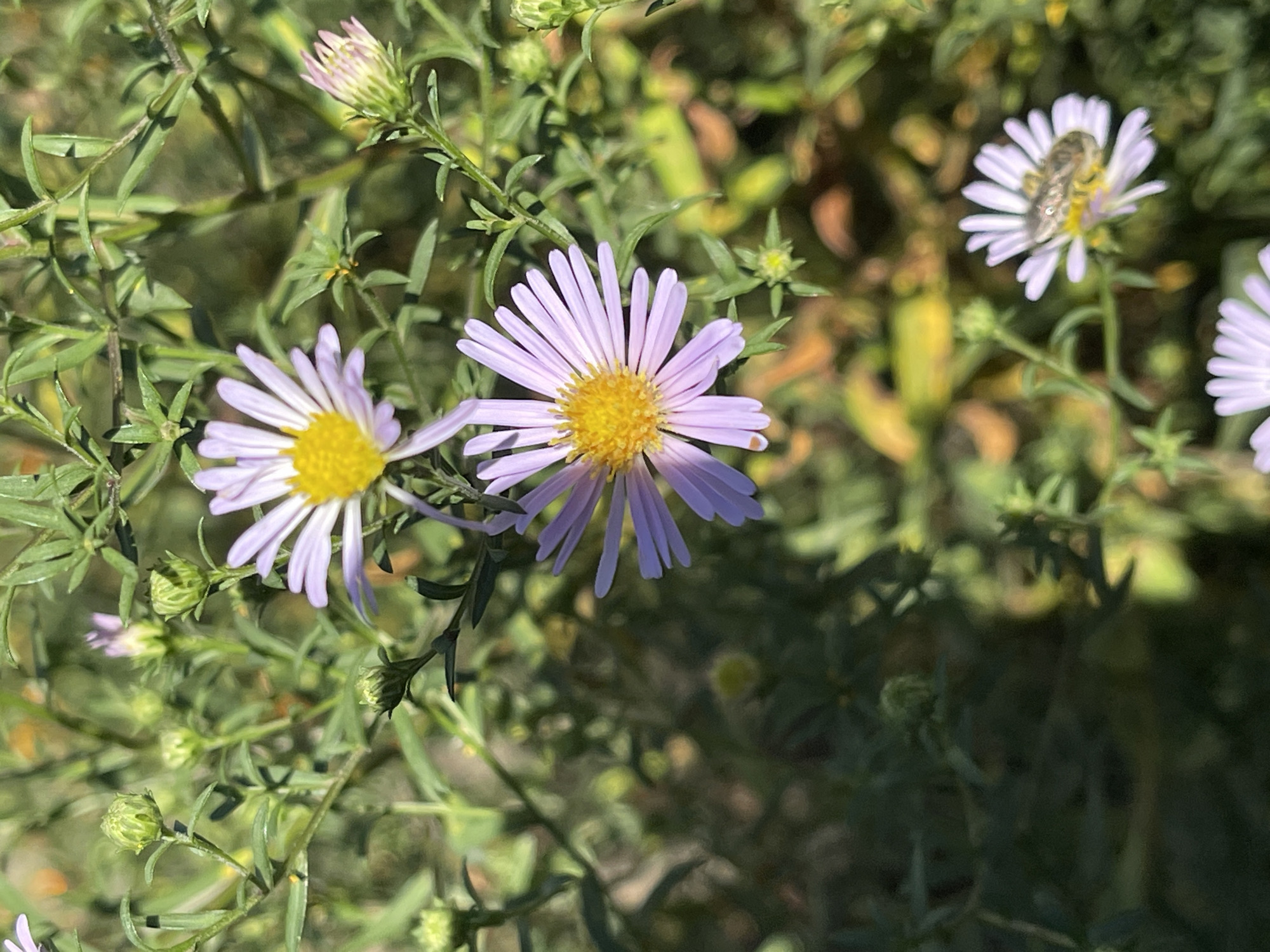 This is a close-up, eye-level, outdoor photograph of several light purple asters in bloom, with yellow centers. The flowers are surrounded by green foliage and some unopened buds. One of the flowers has a small insect on its petals. The background is blurred and consists of green foliage and some areas of dappled sunlight creating yellow and brown hues. The scene appears to be a garden or natural setting, potentially in the city of Sredny, Russia, given the context provided.