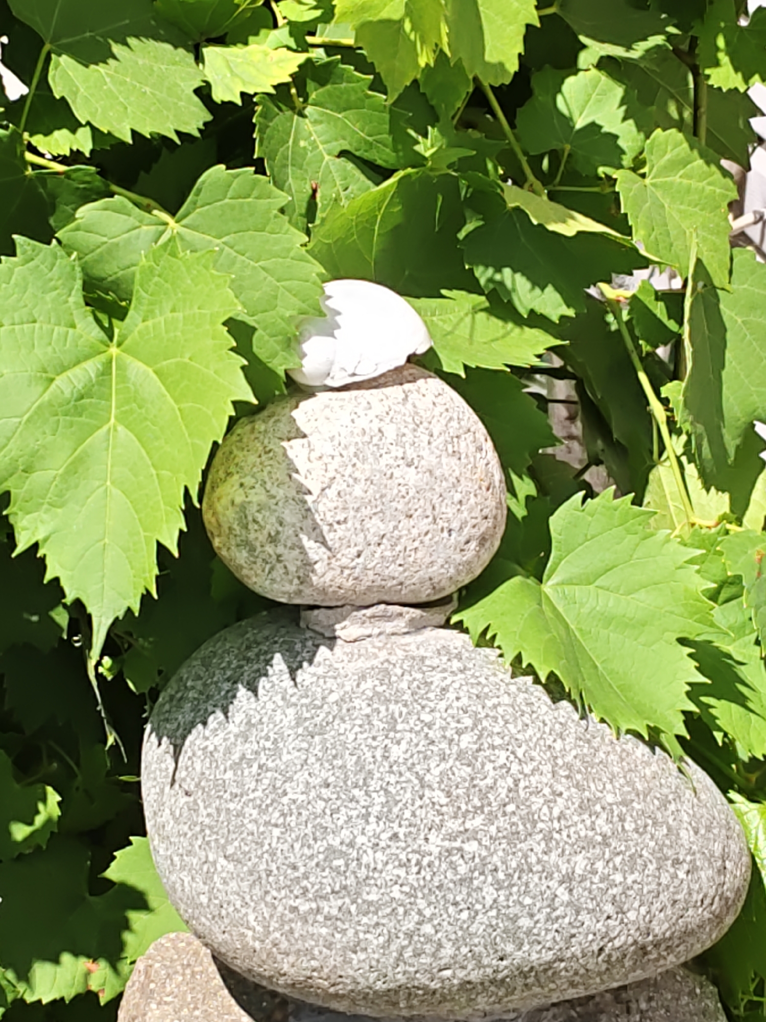 The image shows a stack of three grey, speckled stones in front of lush green leaves, likely from a vine. The bottom stone is the largest and has a flattened, rounded shape. The middle stone is smaller and more spherical, with a white, smooth object resting on top of it. The top of the middle stone is partially obscured by the white object and leaves. The background consists of the dense foliage of the green leaves, with some sunlight filtering through, casting shadows. The leaves have serrated edges and are spread across the frame, creating a naturalistic setting. The image does not provide any information about the city of Rostov-on-Don, Russia, as there are no identifiable landmarks or contextual clues to suggest this location.