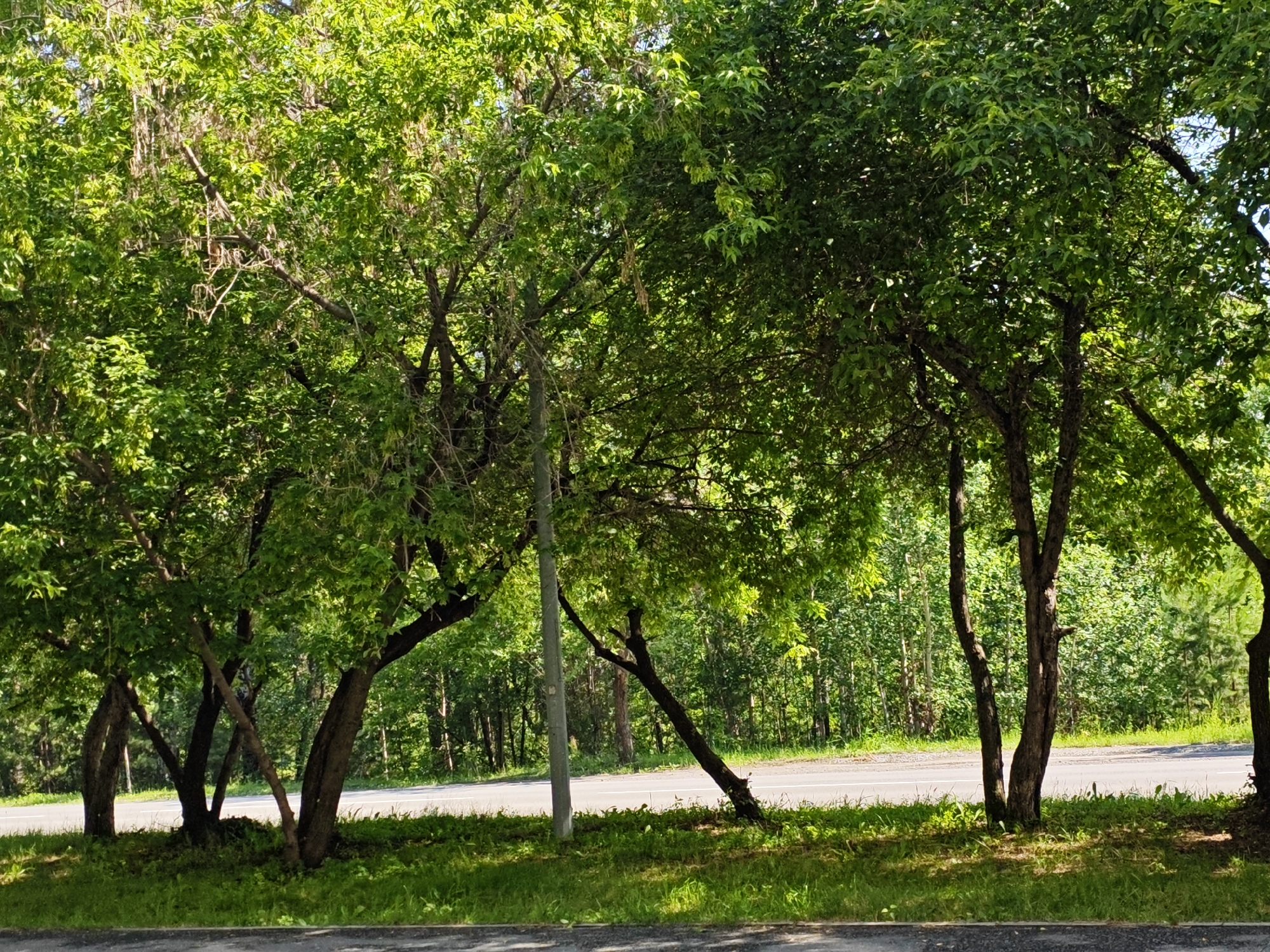 The image shows a road in the city of Borovsky, Russia, lined with trees and green grass. The trees are lush and green, with some of them appearing to be fruit trees with dangling seed pods. The road is paved and has a white line marking the center. The sky is visible in the background through the leaves of the trees. The scene appears to be a sunny day. There are no people or animals visible in the image. The overall impression is one of a peaceful, natural setting within a developed area.