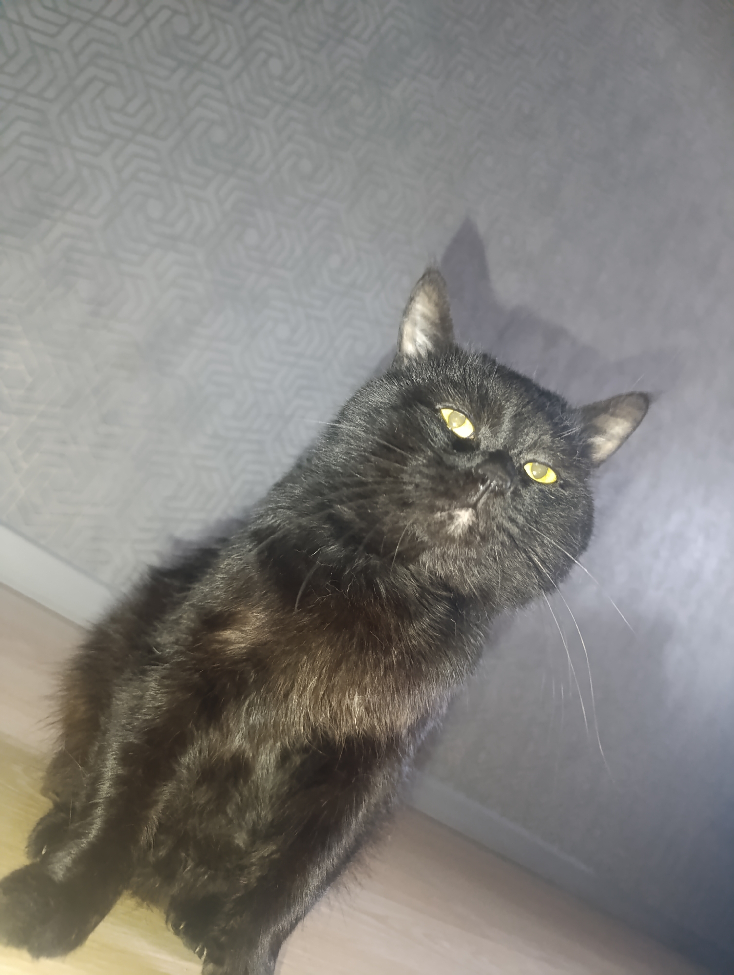 A low-angle, medium shot captures a black cat with striking yellow eyes looking upwards. The cat is positioned on a wooden floor, with its body partially obscured by the edge of the frame. In the background, a gray wall with a subtle geometric pattern is visible. The lighting creates shadows on the wall, suggesting an indoor setting. No specific location within Zlatopil, Ukraine, can be determined from the image. The scene is static, with no discernible action or interaction.