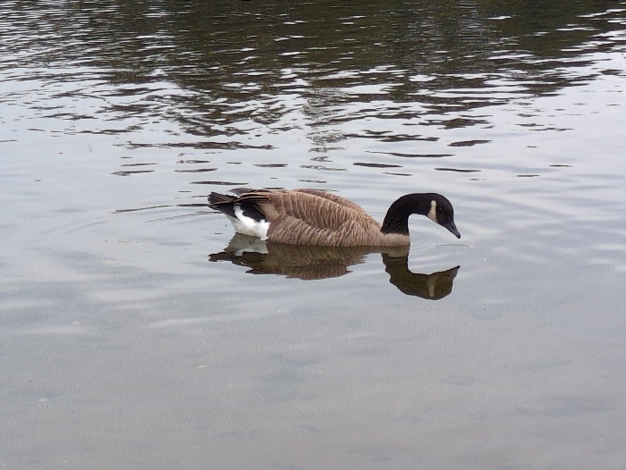 A Canada goose floats in a body of water, its long black neck gracefully curved downwards as it dips its head into the water. The goose's brown and tan body blends with its reflection on the water's surface. The water is rippled and reflective, suggesting a calm, overcast day. Tree branches are visible in the background.