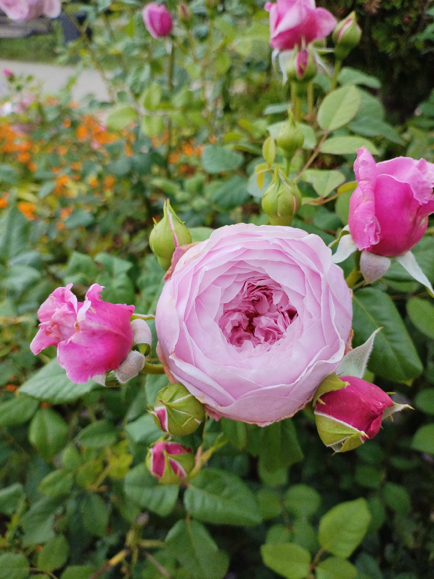 The image shows a close-up of several pink roses and buds in a garden. The main subject is a large, fully bloomed pale pink rose in the center, with its petals tightly packed in a rosette formation. To the left and right of this central rose are smaller, less open pink roses. Several green rosebuds are also visible, some with hints of pink. The roses are surrounded by green foliage. In the background, out of focus, are blurred patches of orange and green, suggesting other plants or flowers. The scene appears to be a natural outdoor setting. There are no people, animals, or specific architectural features to indicate a location within the city of Bialynichy, Belarus. The image focuses solely on the floral subjects.