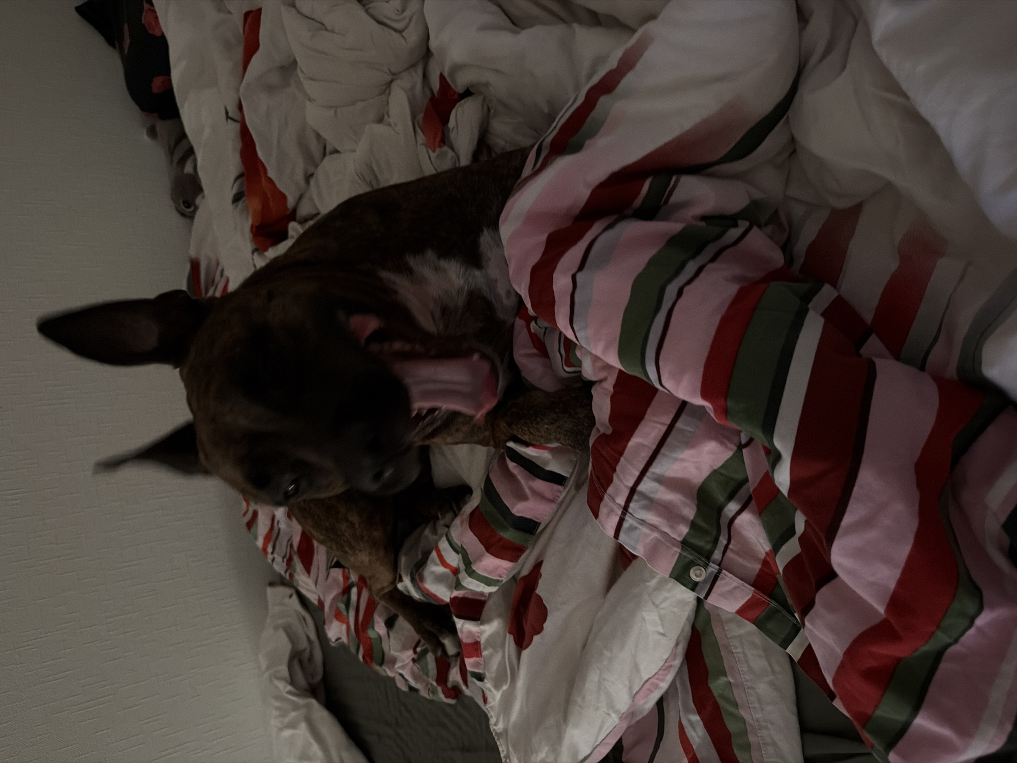 A brown and white dog is on a bed covered with striped bedding and white sheets. The dog is yawning. The background appears to be a wall and part of a bed with other bedding and stuffed animals. The image was taken indoors in a bedroom.