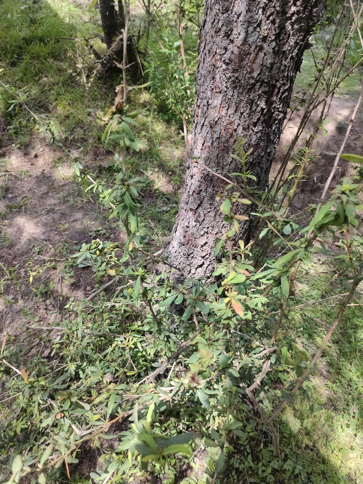 An outdoor, eye-level, medium shot captures the base of a large tree with rough, textured bark. Thorny branches with small, oval-shaped green leaves surround the tree trunk and extend towards the ground. The ground is covered with a mixture of dry soil, green grass, and fallen leaves, with shadows suggesting dappled sunlight. The background shows more trees and vegetation, creating a natural, wooded environment. The scene is devoid of any human presence or activity.