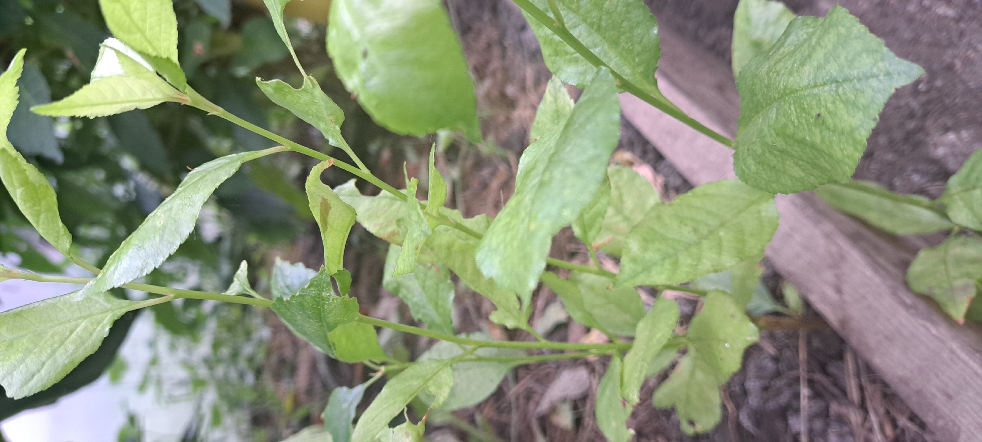 A close-up, slightly overexposed photograph shows the lower branches and leaves of a young, green plant. The leaves are varied in size and shape, with some showing damage, appearing to be chewed or torn along the edges. The plant's stem is thin and green, branching upwards. In the foreground, a rough-hewn wooden plank lies horizontally. The background is blurred, showing more greenery and the ground, which appears to be covered in dry leaves or mulch. The scene is set outdoors, likely in a garden or natural area, in the vicinity of Азьмушкино, Russia. There are no people or animals visible in the image.