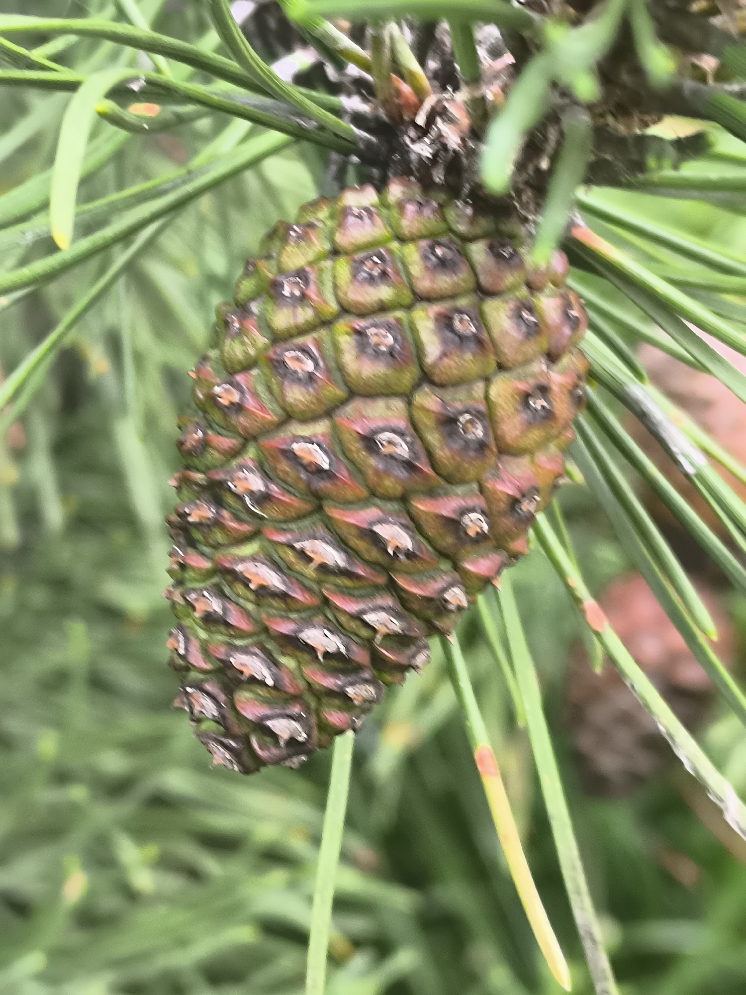 A close-up, vertical, slightly blurred photograph shows a green and brown pine cone attached to a pine branch. The pine cone is oval-shaped and covered in scales, with some scales appearing reddish-brown and others green. Each scale has a dark, almost black tip, and a small white or light-colored projection. The pine needles are long, thin, and green, some with a yellowish-green hue. The background is out of focus, consisting of more green pine needles and hints of brown and reddish-brown, suggesting other natural elements or possibly the ground. There are no people or animals visible in the image. The scene appears to be an outdoor natural environment, likely a forest or park. The image was taken in Klaipėda, Lithuania.