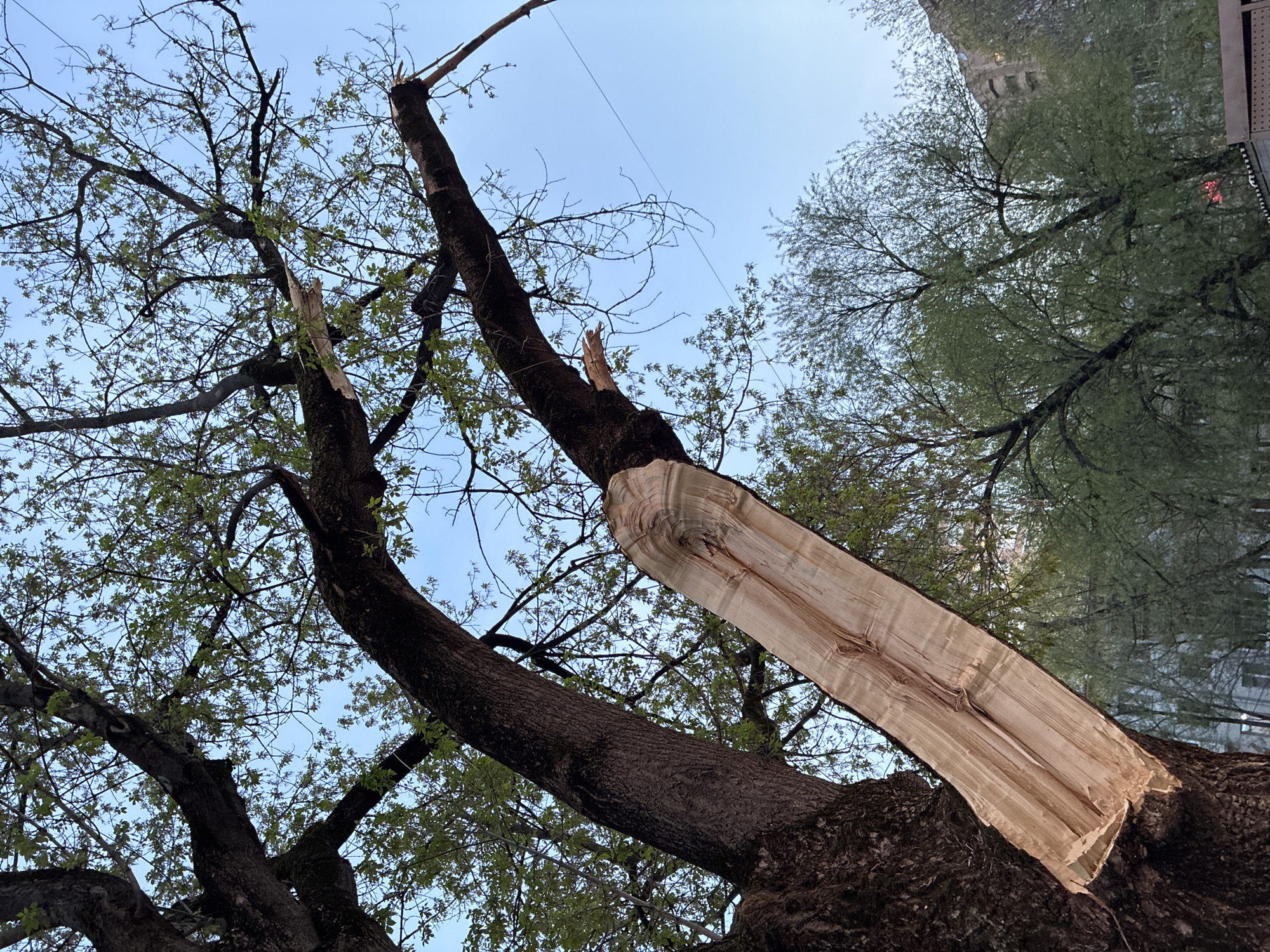 The image shows a tree with a large broken branch. The branch has splintered away from the main trunk, exposing the light-colored wood underneath. The tree is located in an urban environment, possibly the city of Moscow, Russia. Other trees and a building are visible in the background. The sky is a light blue. The image captures a scene of natural damage to the tree, with no people present.