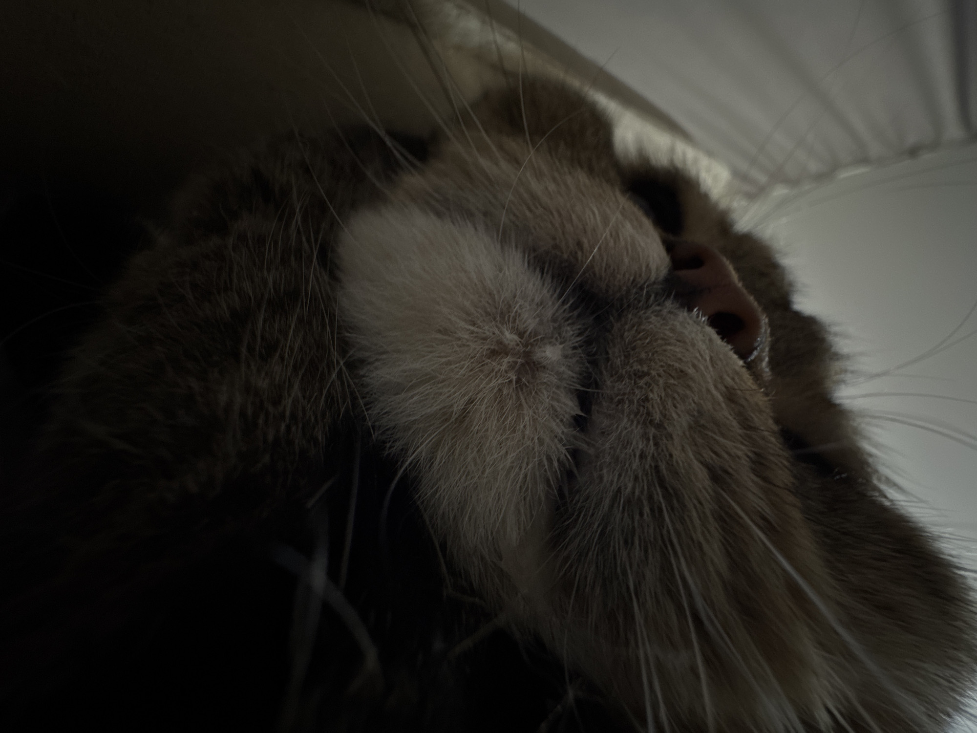A close-up, low-angle shot focuses on the face of a cat, its eyes closed as if sleeping. The cat's nose is pink and visible, surrounded by dense fur. The fur transitions from lighter tan on the muzzle to darker brown and grey tones further back on its face. The whiskers are long and thin, fanning out from the muzzle. The background is a soft, out-of-focus blur of light and dark, suggesting an indoor environment. There are no visible people, interactions, or objects clearly identifiable within the scene besides the cat. The image does not contain any information that would allow for the determination of its location in Mikhaylovsk, Russia.