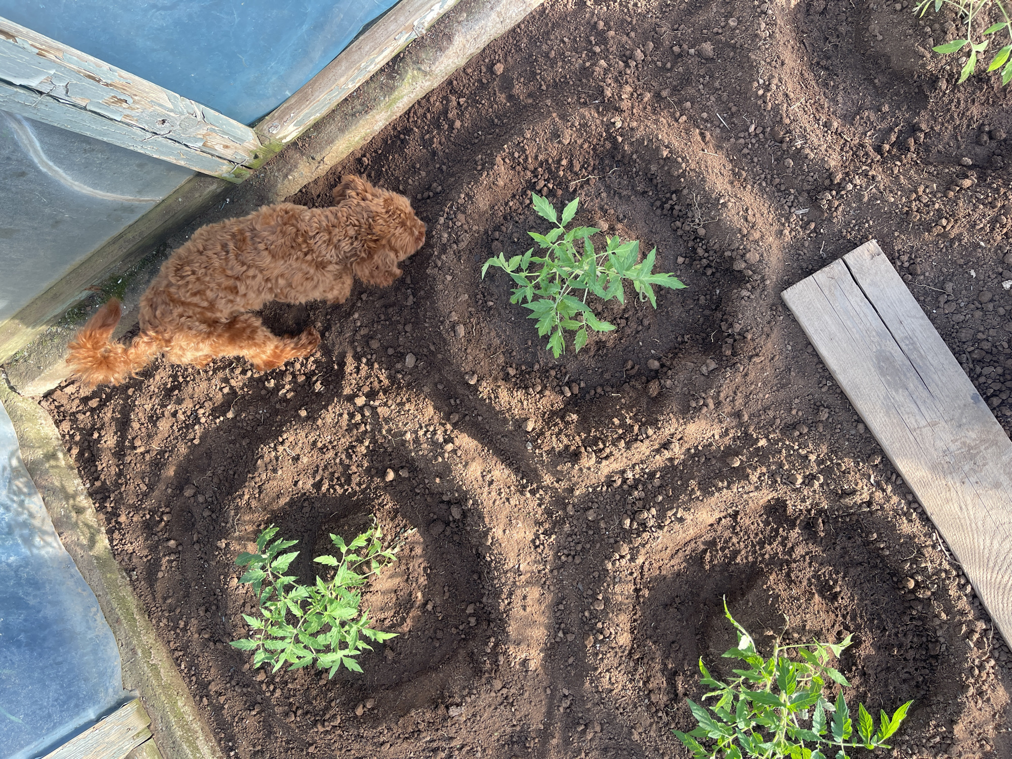 A high-angle shot shows an indoor garden bed in the city of Sofia, Bulgaria. A red-brown poodle lies near the edge of the garden bed next to an old white framed window. Three tomato plants are visible in evenly spaced circular dugouts. A piece of gray weathered wood lays to the right of the bottom right tomato plant. The soil is a dark brown color with a few small clumps.