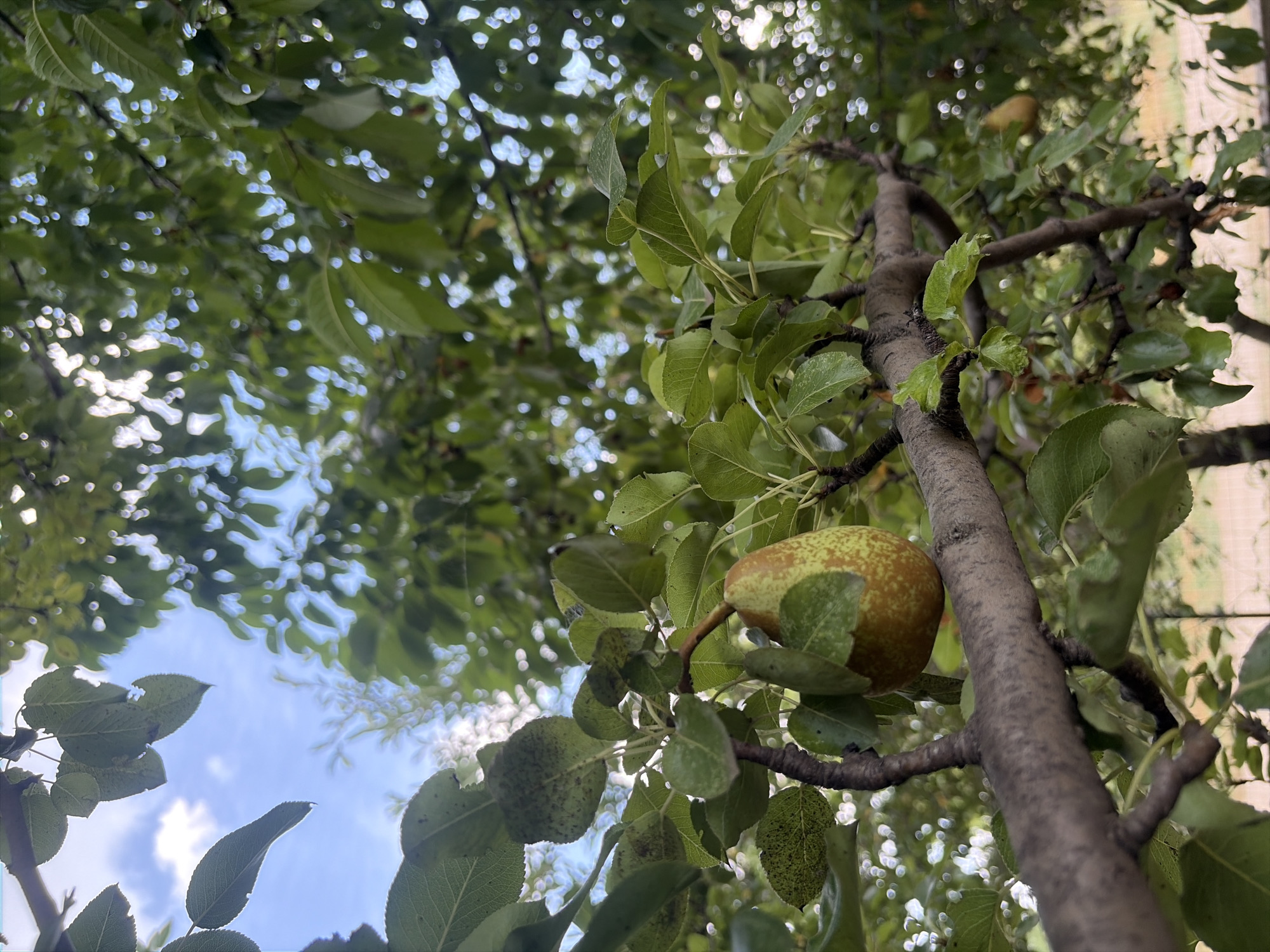 A close-up, low-angle shot captures a ripe pear hanging from a tree branch, surrounded by green leaves against a bright blue sky with scattered clouds. The pear, with its characteristic bulbous bottom and tapering top, is a mix of yellow and green with reddish-brown speckles. The tree branch is thick and textured, with smaller twigs extending from it. The background is a blur of green foliage and dappled sunlight, suggesting a natural outdoor setting, likely in a garden or orchard in Oxentea, Moldova. The image is sharpest on the pear and the immediate branch, with a shallow depth of field that blurs the surrounding elements.