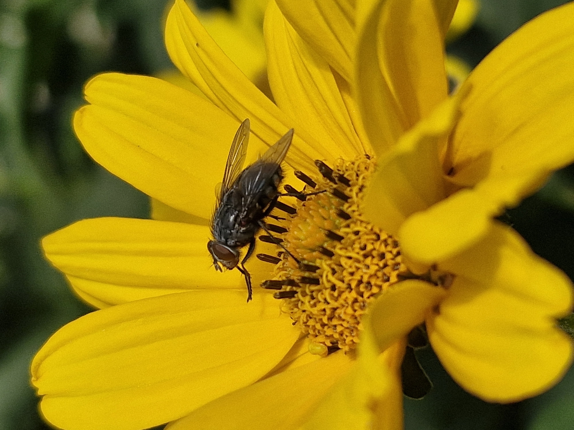 A close-up, eye-level shot captures a single, large yellow flower in focus, with a common house fly positioned on its center. The fly, dark gray with iridescent wings, is facing to the left, with its proboscis extended into the flower's stamen. The flower's petals are a vibrant yellow, with soft, velvety textures and slight indentations. The background is a blurred mix of dark green foliage, suggesting an outdoor, natural setting. The lighting is bright, casting subtle shadows on the petals and highlighting the fly's details. The image was taken in an unknown location in Unknown, Unknown.