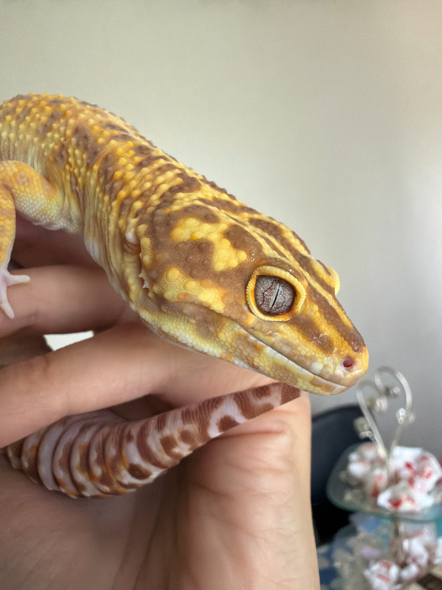 The image shows a close-up of a leopard gecko being held in a person's hand. The gecko has a yellow and brown patterned body and a striped tail. Its eye is visible and appears to have a slit pupil. The background is out of focus but suggests an indoor setting. There is no indication of the location being in Babinitski Sel'ski Savet, Belarus.