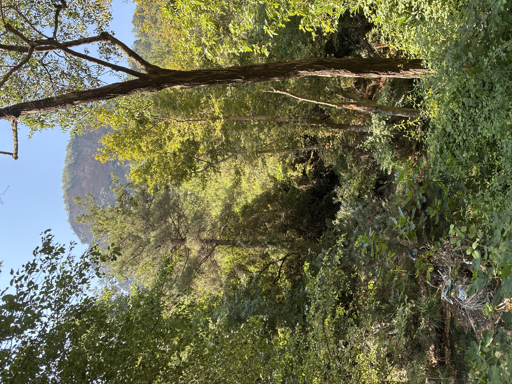 The image captures a dense, verdant forest scene with a bright blue sky visible through the canopy. Sunlight filters through the leaves, creating dappled patterns on the forest floor. In the background, a majestic, rocky mountain rises above the trees. The foreground features a small body of water, possibly a stream or pond, with some debris visible on its edge, including plastic bags and tangled ropes, indicating human presence and potential pollution. The overall impression is of a natural, wild environment contrasted with signs of human impact. The location is stated to be in the city of Alanya, Turkey, suggesting a natural area within or near the urban landscape.