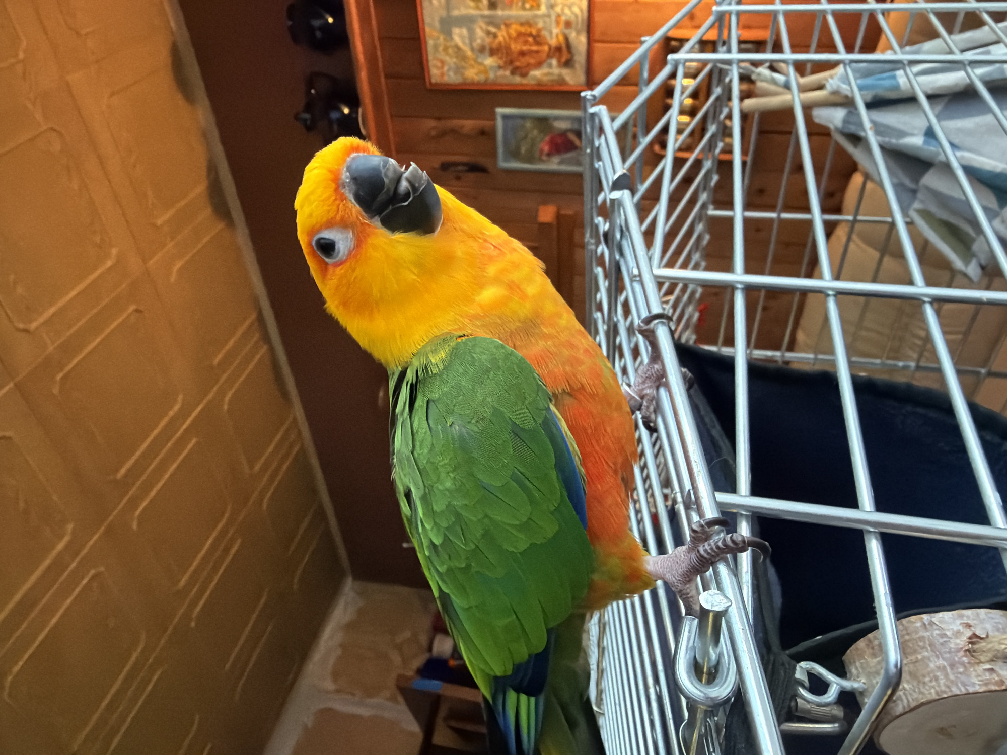 A brightly colored Sun Conure parrot is perched on the bars of a metal cage. The bird has a yellow head and chest, transitioning to orange on its back, with green wings and tail feathers. The cage contains perches and bedding. The background includes a wood-paneled wall with framed artwork, and a wall with a textured brown surface. The scene does not definitively establish a location in Khimki, Russia.