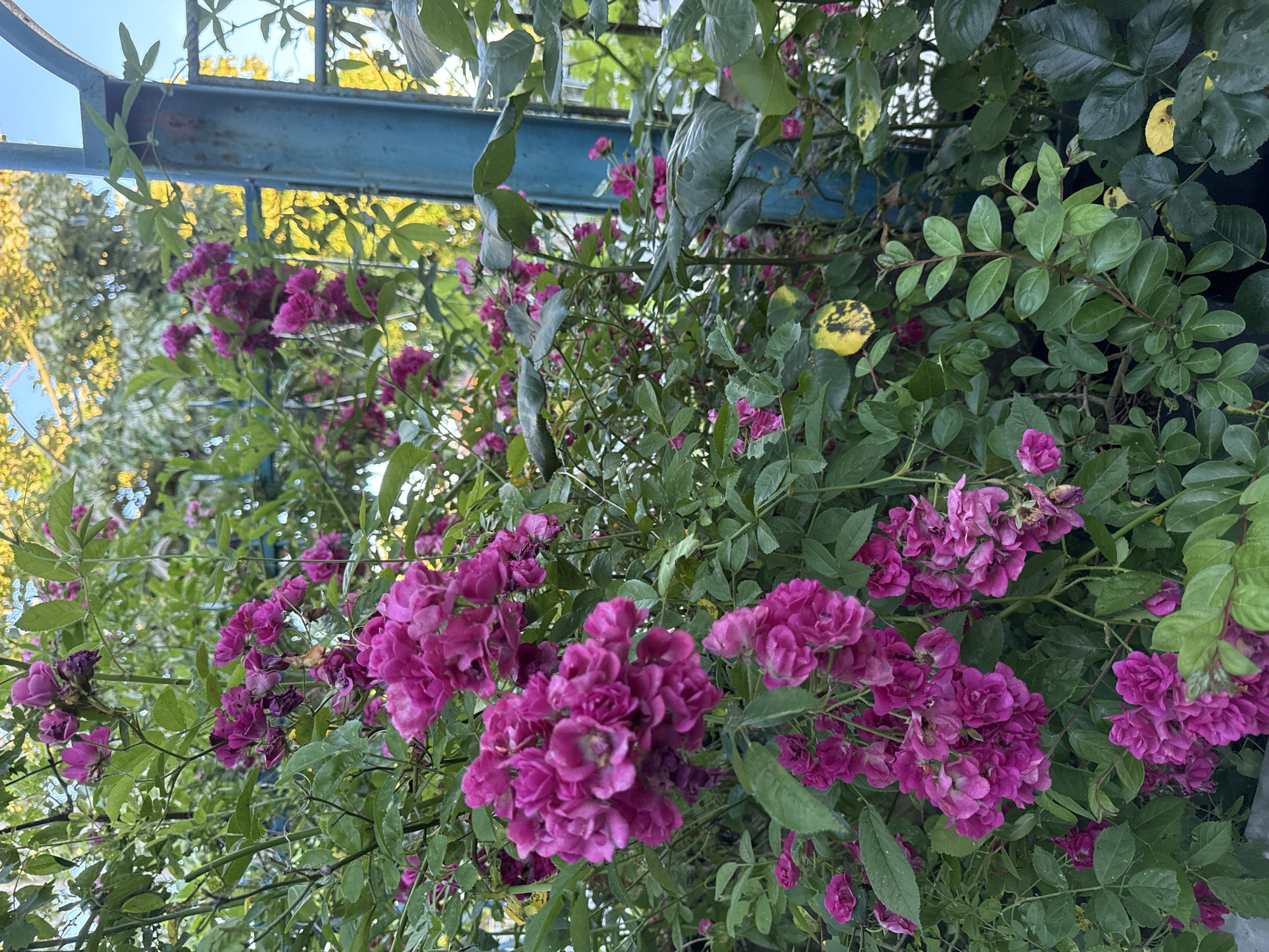 A cluster of dark pink roses are blooming profusely on a bush. The roses are small and double-petaled, and they are arranged in dense clusters. The bush is lush and green, with many leaves. In the background, there is a blue metal structure and yellow foliage. The sky is visible through the leaves. The image appears to be taken outdoors during the day. The location is identified as Marinka, Bulgaria.