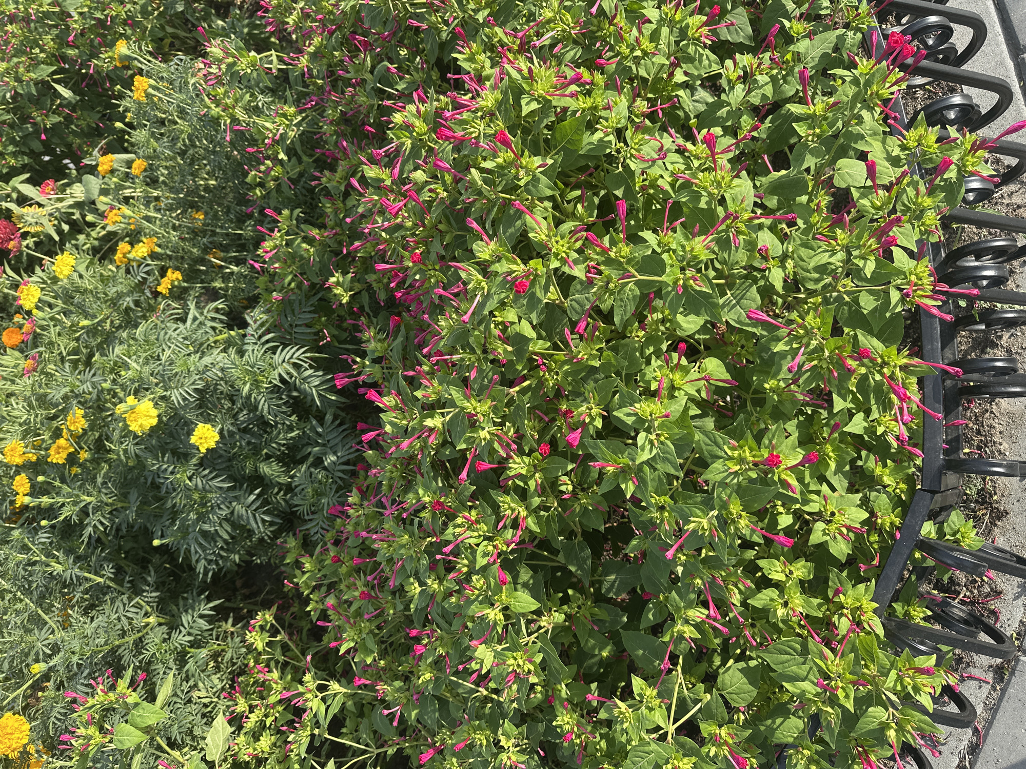 The image shows a close-up, overhead view of a flower bed in Biysk, Russia. The foreground is dominated by a dense cluster of plants with bright green leaves and numerous small, trumpet-shaped pink flowers. These flowers appear to be in bud or partially open, with their long, thin petals a vibrant fuchsia color. The plants are low-growing and spread out, forming a lush carpet.
Behind this pink-flowered foliage, a patch of marigolds with bright yellow and orange flowers can be seen. These flowers are taller and more open than the pink ones. The background consists of more green foliage, suggesting a larger garden or park setting.
In the bottom section of the image, a black, wrought-iron border or fence is visible, with an ornamental spiral design. This border separates the flower bed from a paved area, likely a sidewalk or pathway, which is also visible at the very bottom edge of the frame. The lighting suggests it is daytime, with sunlight casting some shadows on the foliage. There are no people or animals in the image.