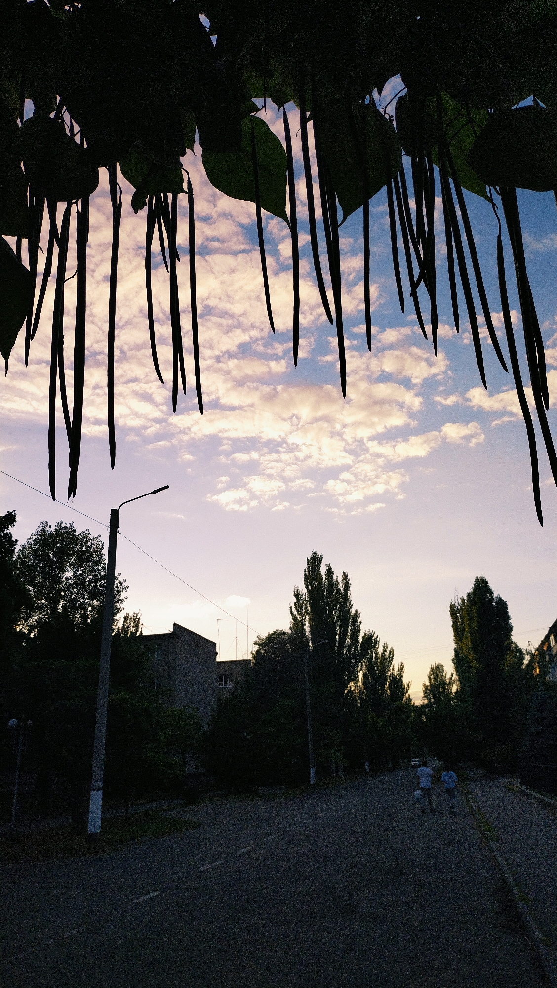 A street scene at dusk in Horishni Plavni, Ukraine, is captured from a low angle looking upwards. The foreground is dominated by the dark silhouettes of long, hanging seed pods and leaves of a tree against a sky filled with scattered, fluffy clouds tinged with pink and orange.
In the mid-ground, a paved road runs horizontally across the frame, with faint white dashed lines indicating lanes. On the left side of the road, a tall, grey lamppost with a light fixture is visible, positioned in front of a low-rise, grey building with visible windows and a sloped roof. Several silhouetted trees with dense foliage are scattered throughout this area.
Further down the road, two figures, appearing to be two adults, are walking away from the camera, one slightly behind the other. They are dressed in light-colored clothing. Another lamppost, similar to the first, is present on the right side of the road. Tall, slender trees with dark green foliage line the right side of the road, creating a dramatic vertical contrast against the sky. The overall atmosphere is that of a tranquil evening in a residential area.