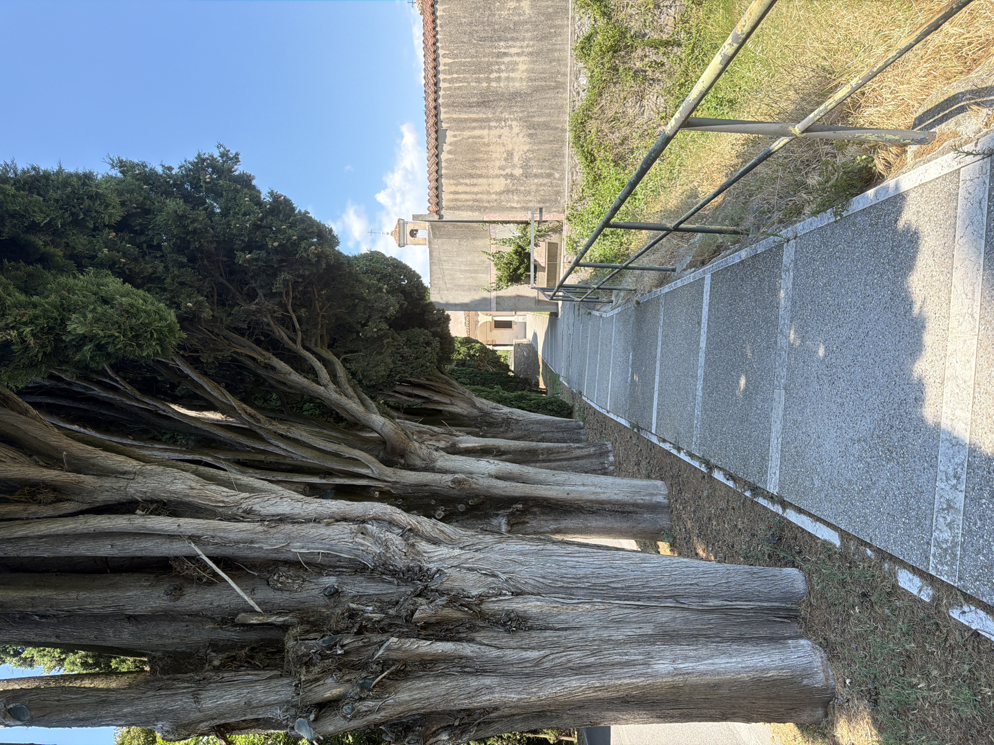 A pathway lined with large, mature cypress trees with textured bark leads towards a building with a red-tiled roof and a bell tower. The pathway is paved with gray concrete slabs and bordered by a rusty metal railing. The surrounding vegetation is dry and yellowed, indicating a sunny, possibly warm climate. The sky is a clear blue with a few scattered clouds. The scene appears to be in a quiet, serene location, possibly a cemetery or a historical site. The time of day appears to be late morning or early afternoon, given the shadows cast by the trees.