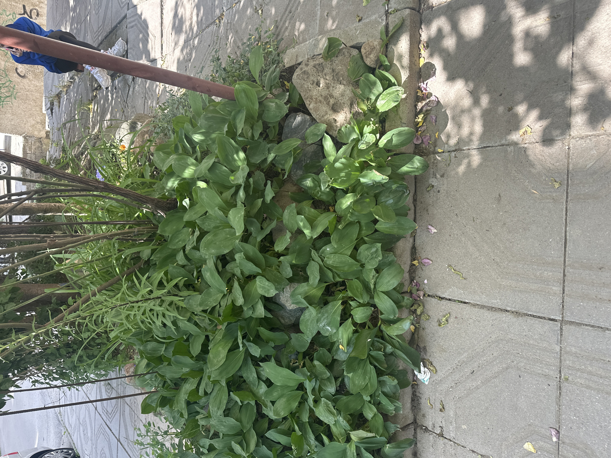 The image shows a patch of green plants growing next to a sidewalk in Sofia, Bulgaria. The plants are a mix of broad-leafed and slender-leafed varieties, interspersed with rocks. The sidewalk is made of gray concrete tiles. There are shadows cast on the sidewalk. A rusted metal pole runs horizontally across the top left of the image. Part of a person wearing blue, black, and white is visible in the top left corner. A car tire is partially visible in the bottom left corner. Fallen flower petals are scattered on the sidewalk.