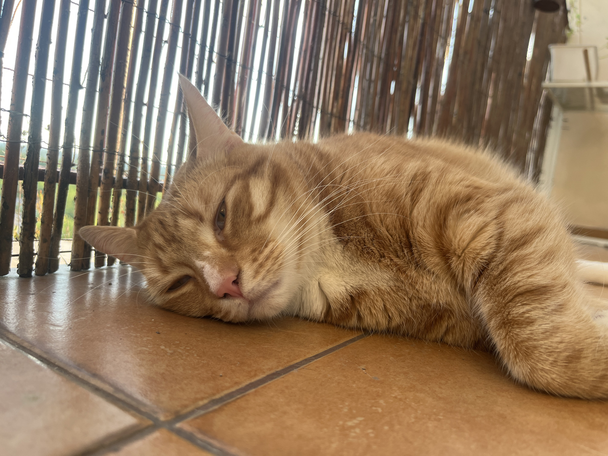 An orange tabby cat lies on its side on a tiled floor, resting its head on its paws. The cat is an adult, with short fur and distinct tabby markings. Its eyes are partially closed, indicating it is relaxed or sleeping. Behind the cat, a bamboo fence creates a vertical pattern. The environment appears to be an outdoor or semi-outdoor space, possibly a balcony or patio, given the natural light and the construction of the fence. The flooring is made of large, square, terracotta-colored tiles with dark grout lines. In the background, out of focus, there is a glimpse of greenery and a white structure. There are no people visible in the image. The scene is devoid of any signs of activity or distress. The image is captured from a low angle, emphasizing the cat's perspective. There is no information in the image that would place it in Zabrze, Poland; it is a generic outdoor setting.