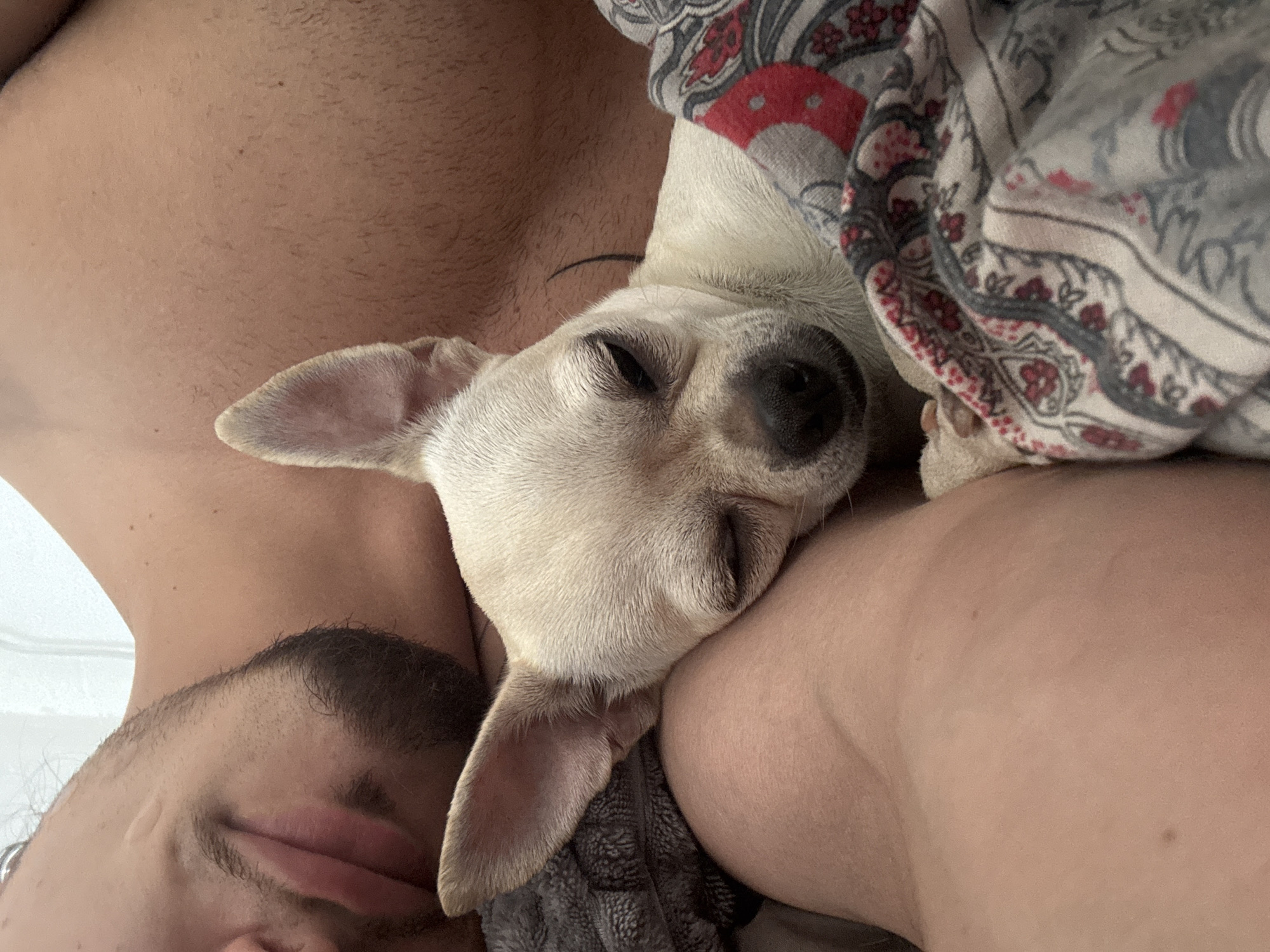 A close-up, indoor photograph shows a man and a chihuahua dog sleeping. The man's head and chest are visible on the left side of the image, with his eyes closed and a short beard. He is lying on his side, and his left arm is bent, supporting his head. The chihuahua is a light tan color and is nestled against the man's chest and arm, also with its eyes closed. The dog is partially covered by a blanket with a red and gray floral pattern. The background is a soft white, suggesting a wall or ceiling. The lighting is soft and natural. The scene appears to be a bedroom. The specific location in the city of Sofia, Bulgaria, cannot be determined from the image.